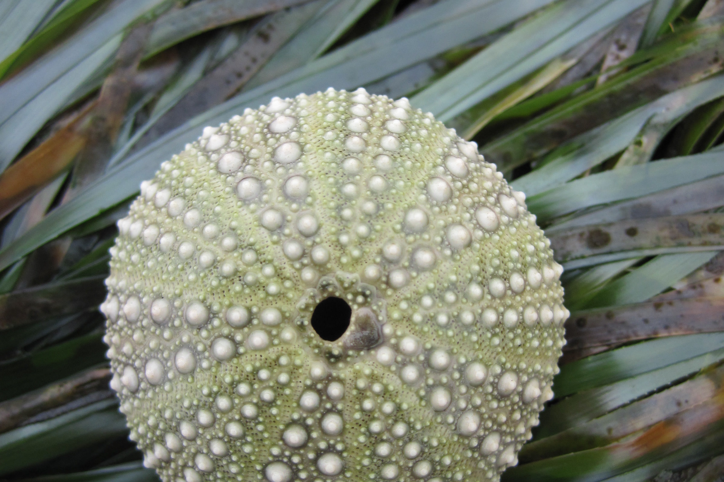 The pale green, bumpy shell of a sea urchin lying on a bed of sea grass on the Olympic coast