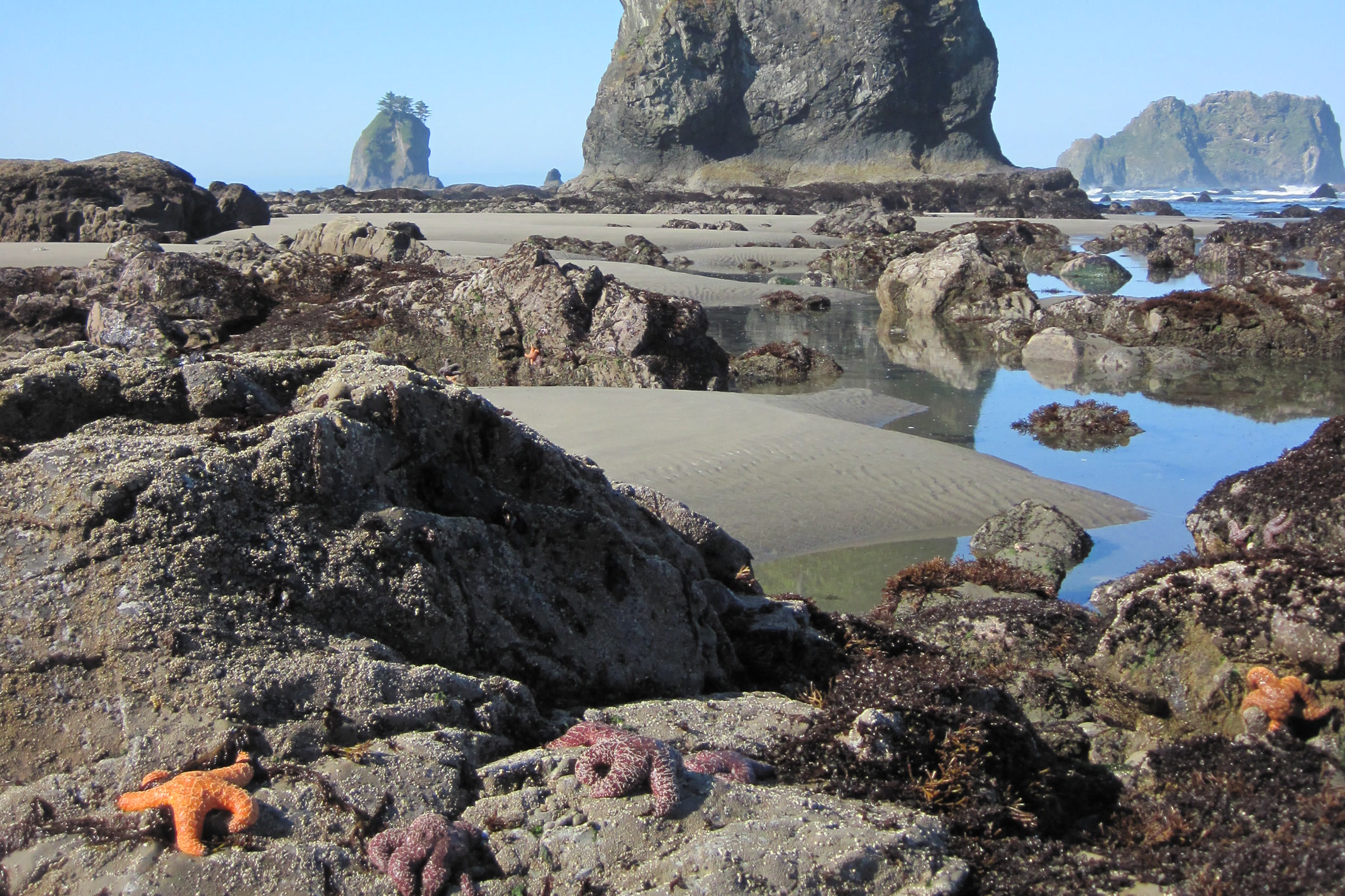 Orange and purple sea stars on low-tide rocks at Second Beach, with a tall sea stack and calm tidepools behind