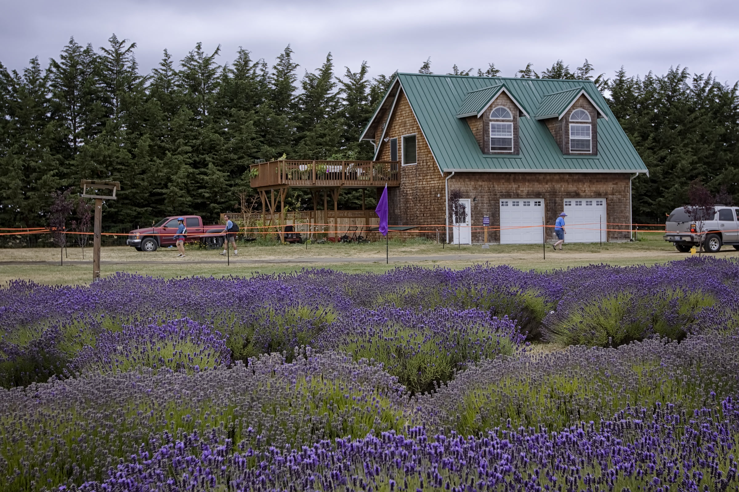 Rows of purple lavender in bloom in front of a wooden farmhouse with a green roof at Olympic Lavender Farm near Sequim