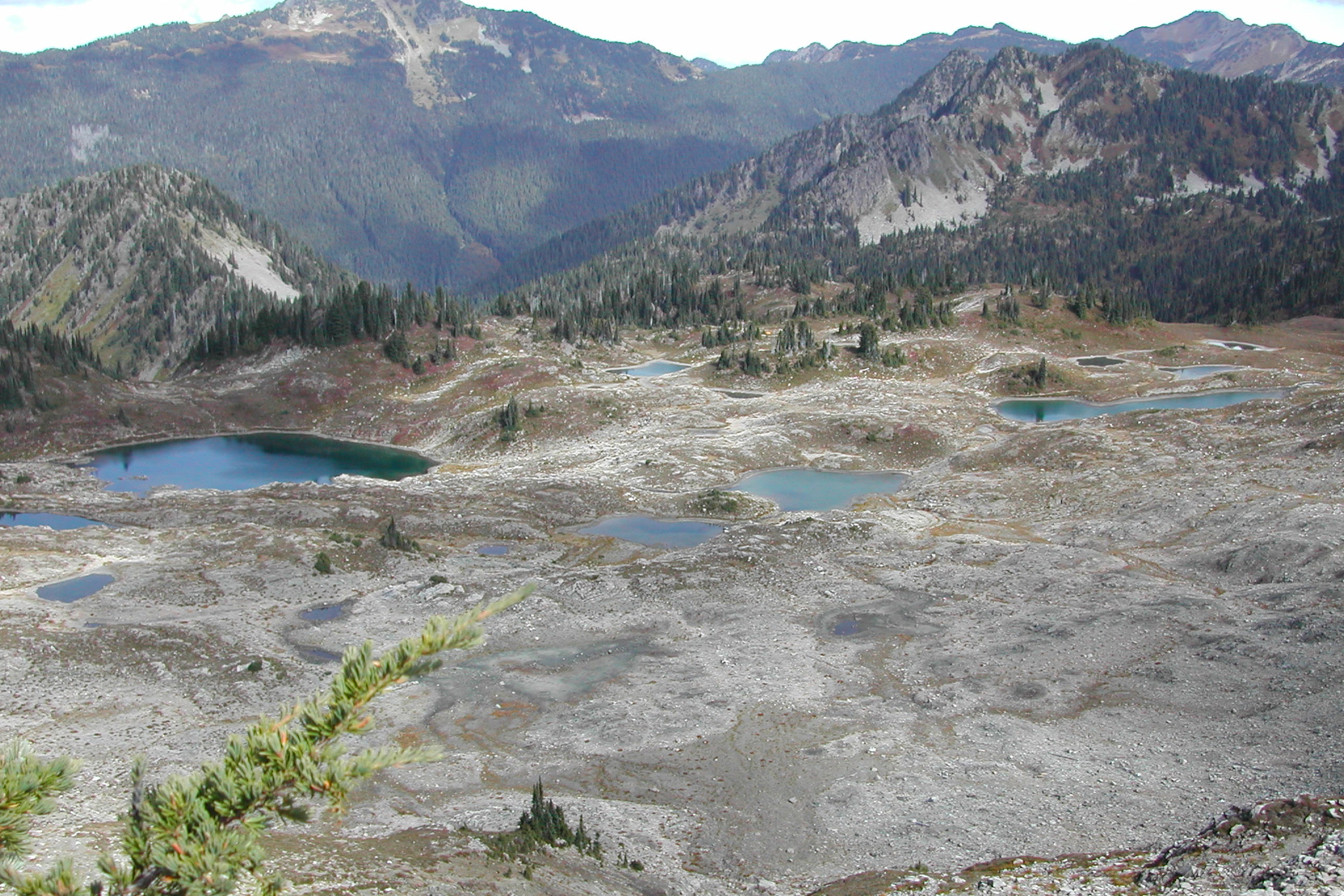 Small blue lakes and tarns scattered across pale rocky ground in Seven Lakes Basin, Olympic National Park, with forested ridges and peaks behind