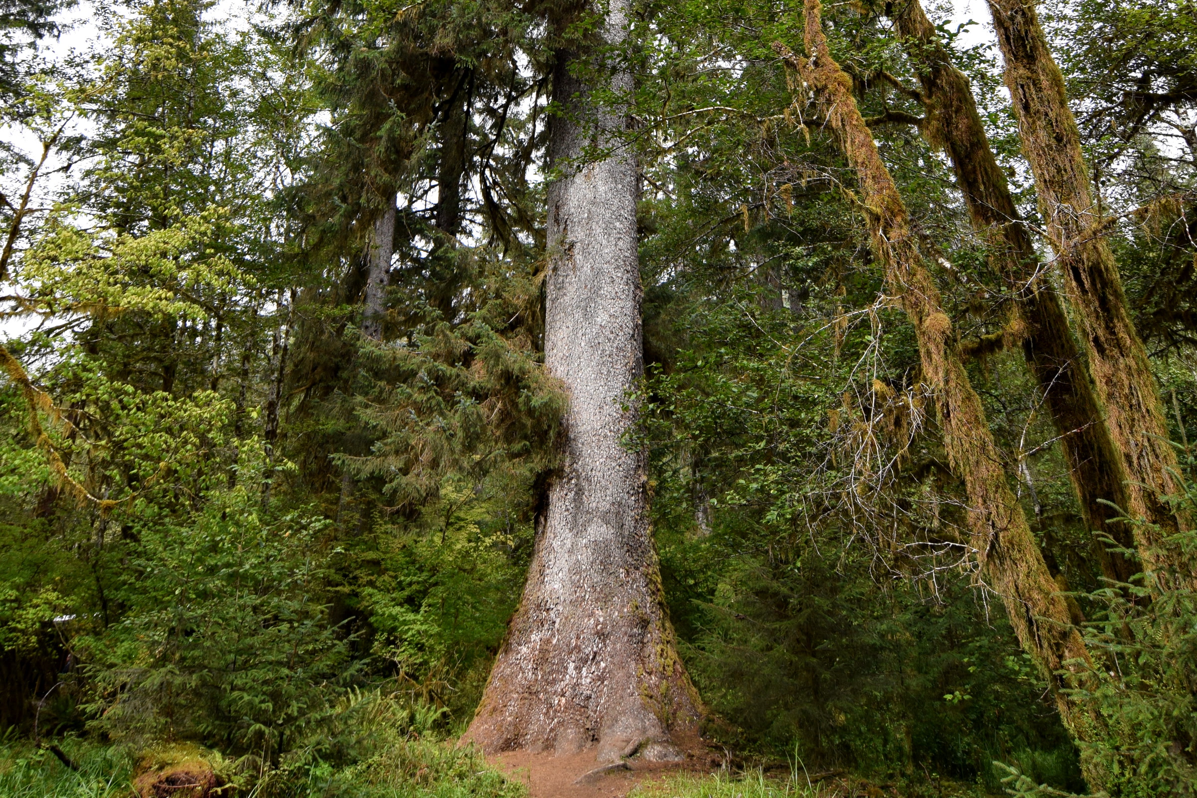 The flared grey trunk of a large Sitka spruce rising beside a trail among moss draped maples in the Hoh Rain Forest