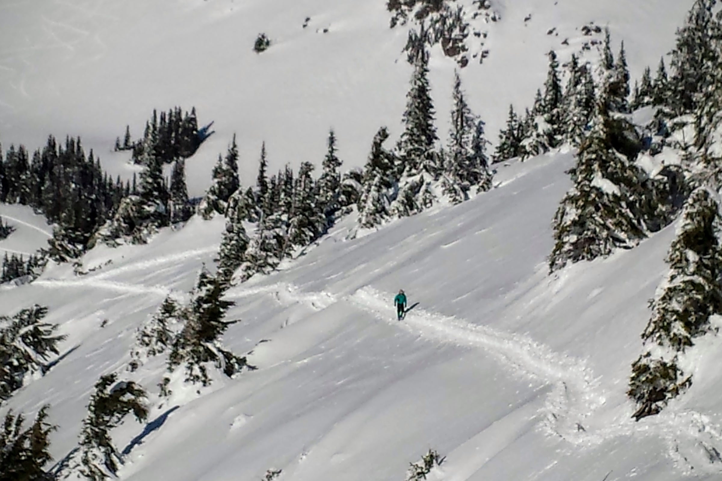 A snowshoer far off on a packed track descending a steep snowy slope between firs at Hurricane Ridge on December 31, 2015