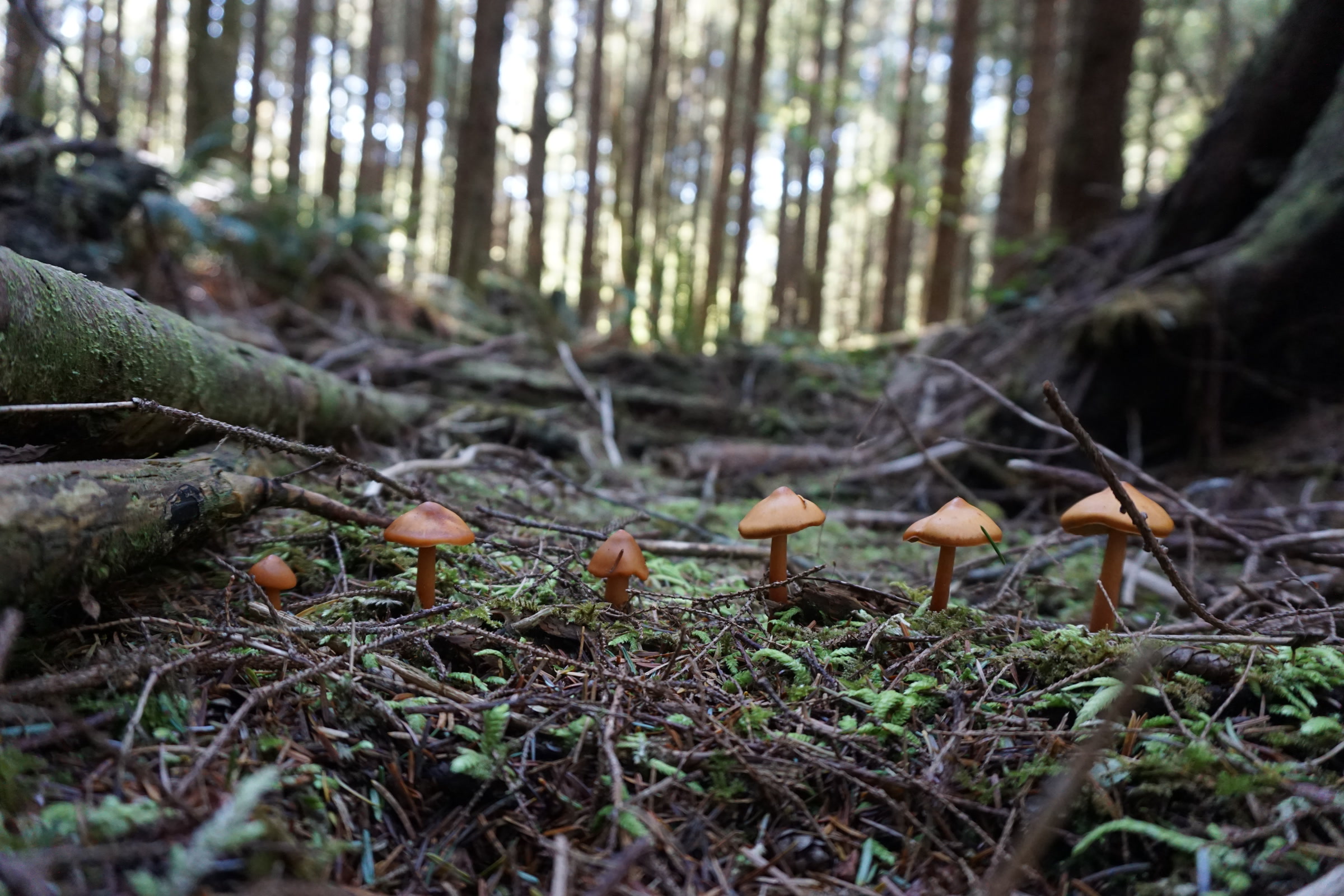 A row of small brown-capped mushrooms rising from needles and twigs on an Olympic National Park forest floor