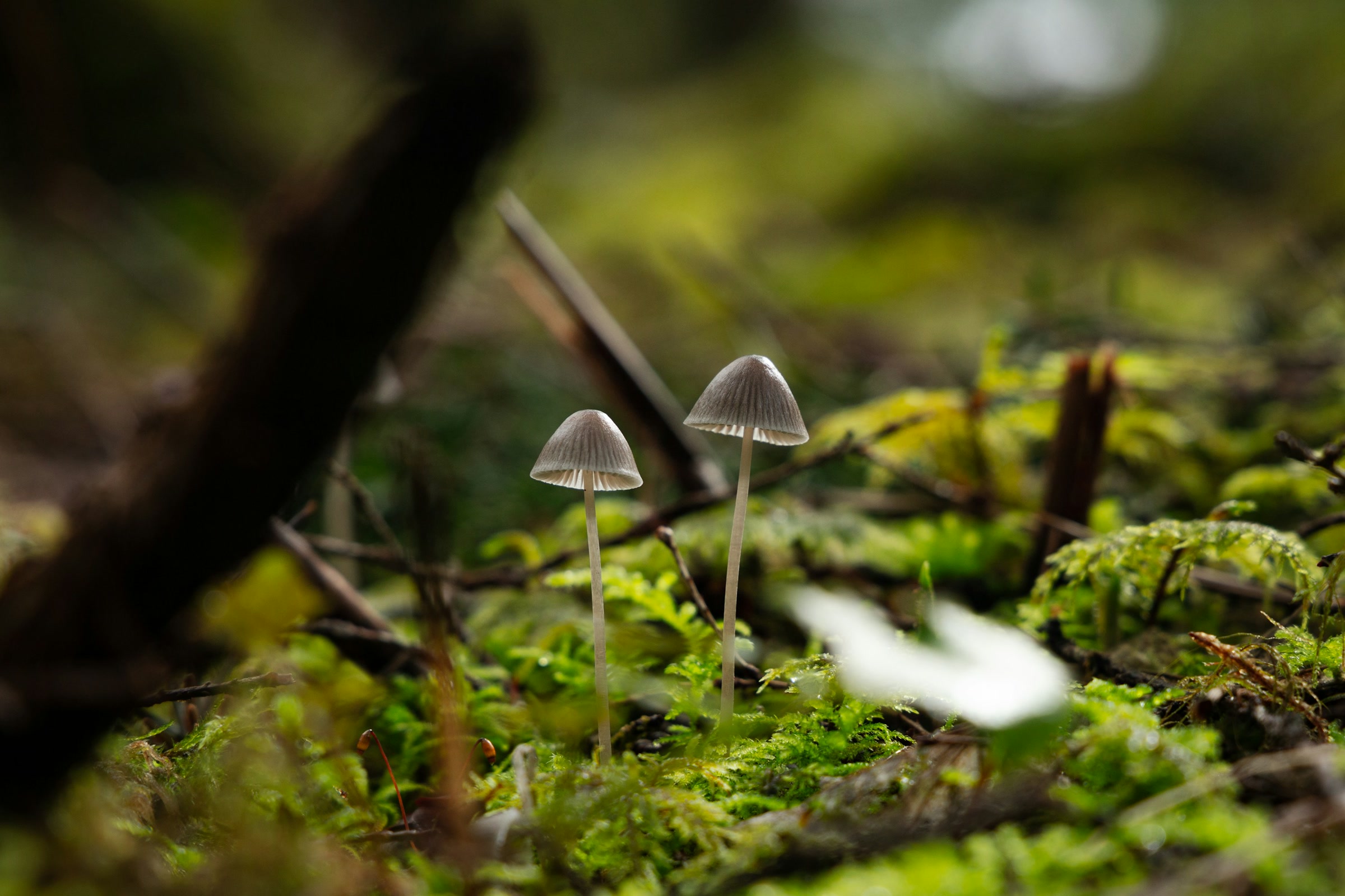 Two slender grey bonnet mushrooms with pleated caps rising from bright green moss on a Pacific Northwest forest floor