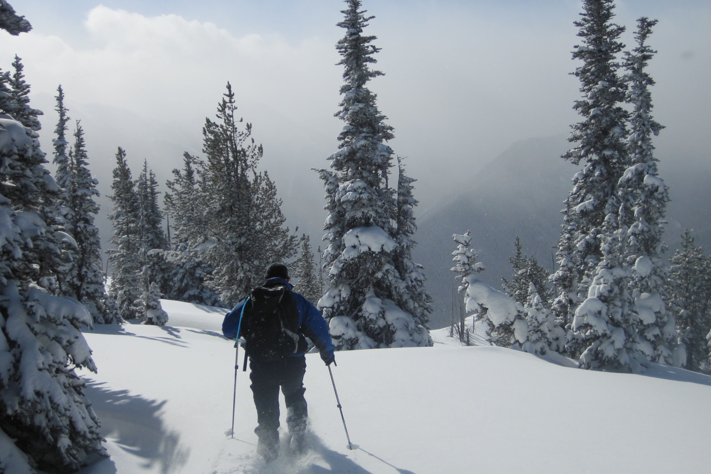 A snowshoer with a backpack and poles heading down a snowy slope between snow covered firs under a grey winter sky