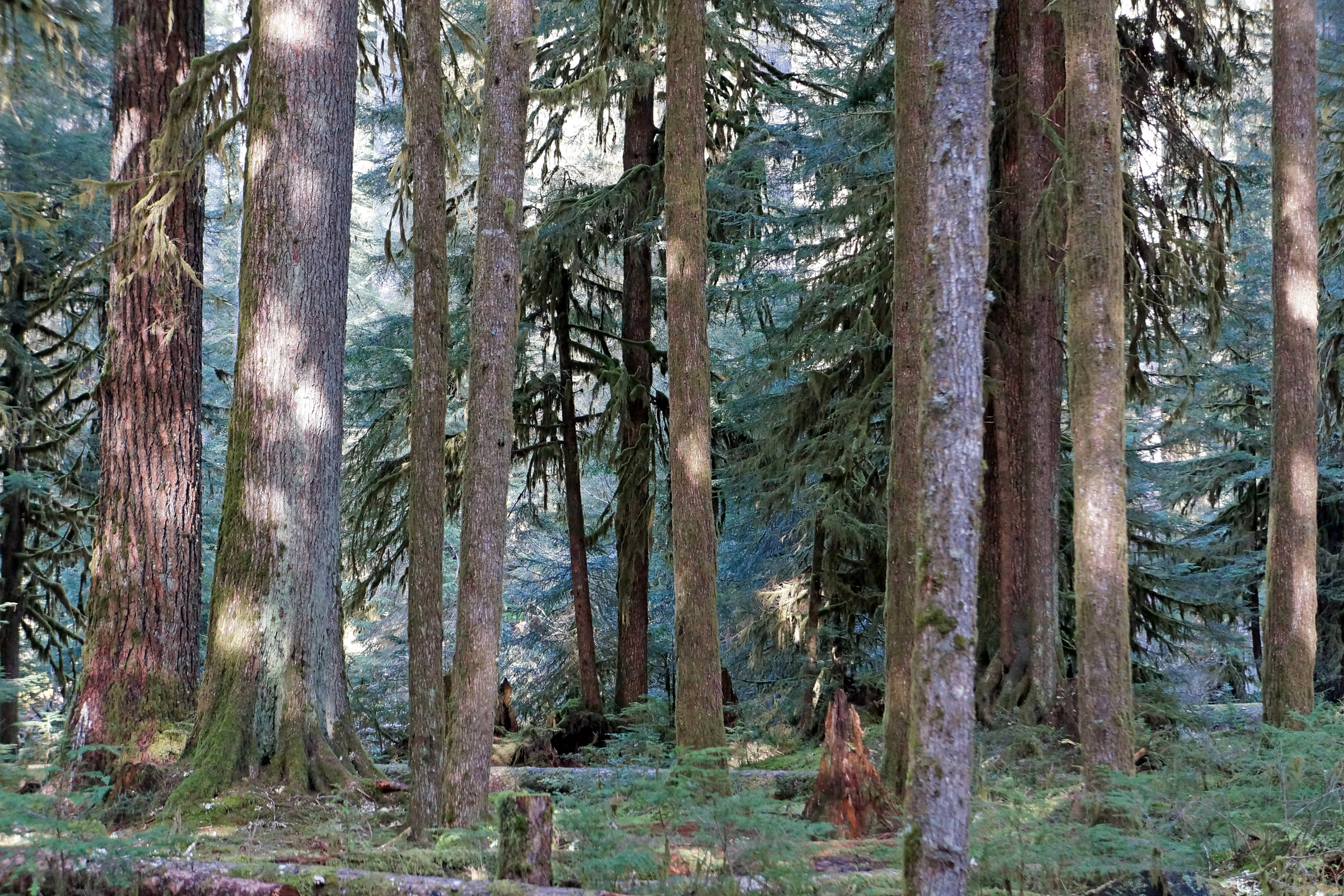 Tall straight conifer trunks rising above an open, mossy forest floor near Sol Duc Campground