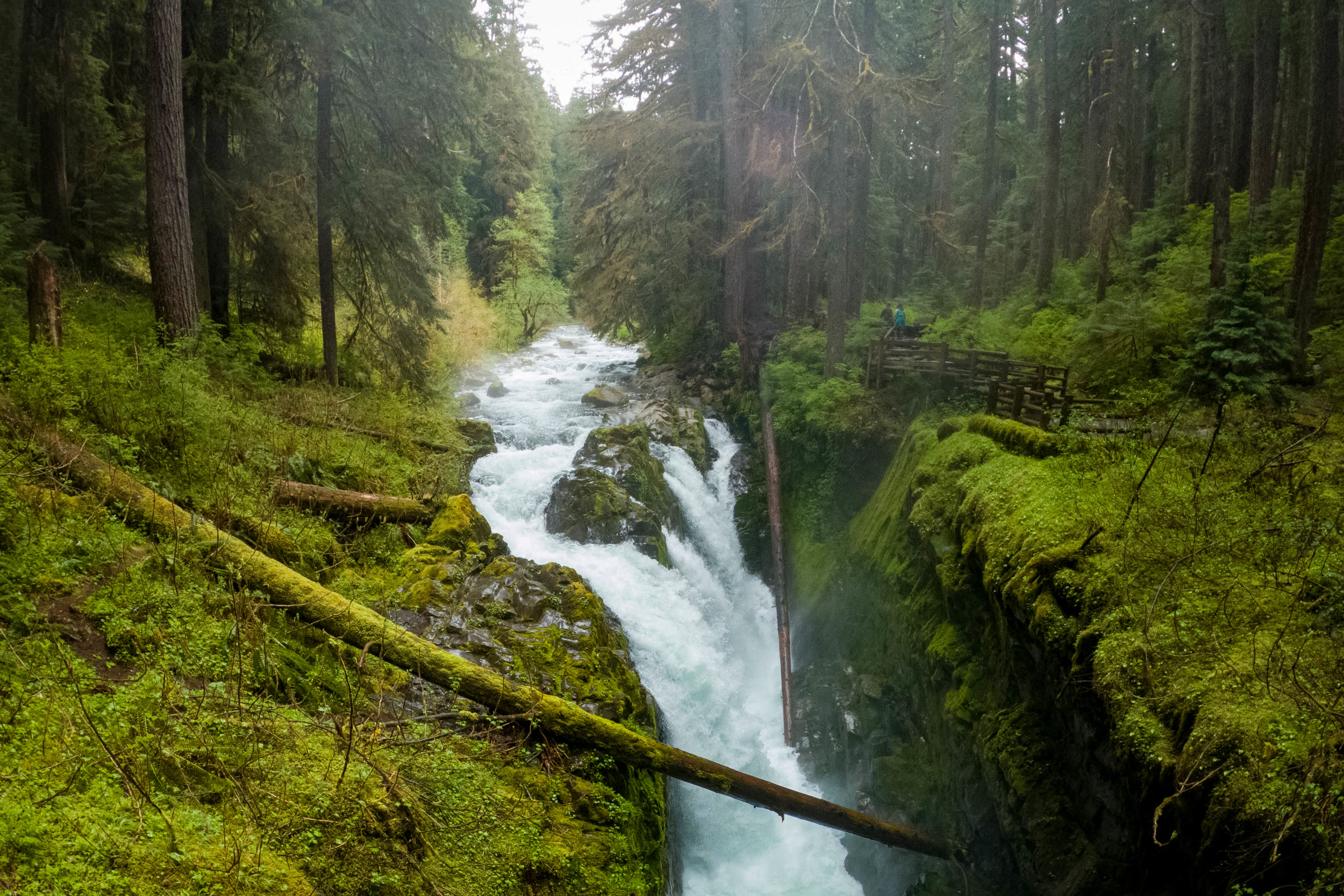 Sol Duc Falls pouring white water into a narrow mossy canyon beneath tall old growth trees