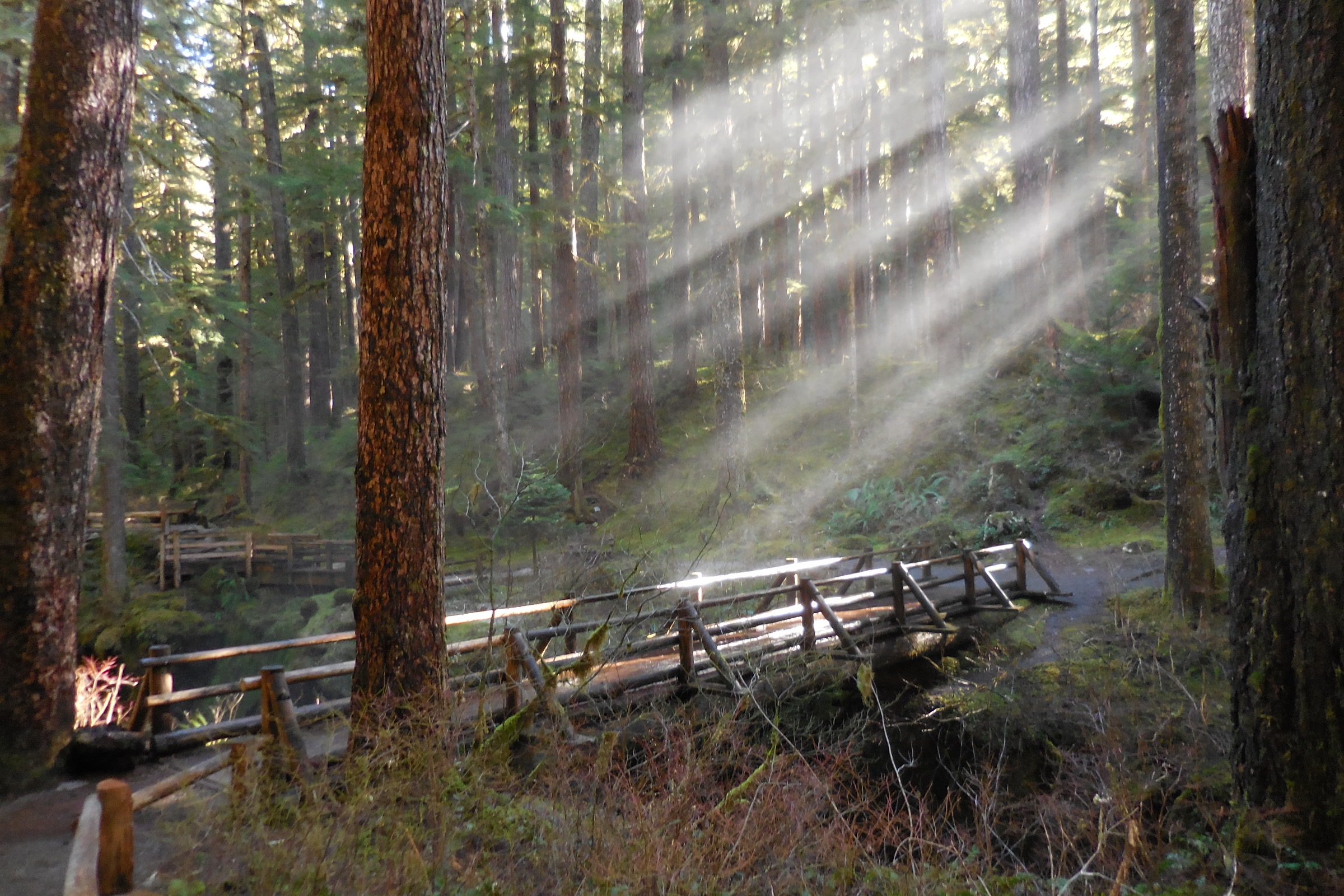 A wooden footbridge on the Sol Duc Falls trail crossing through old growth forest lit by beams of sunlight