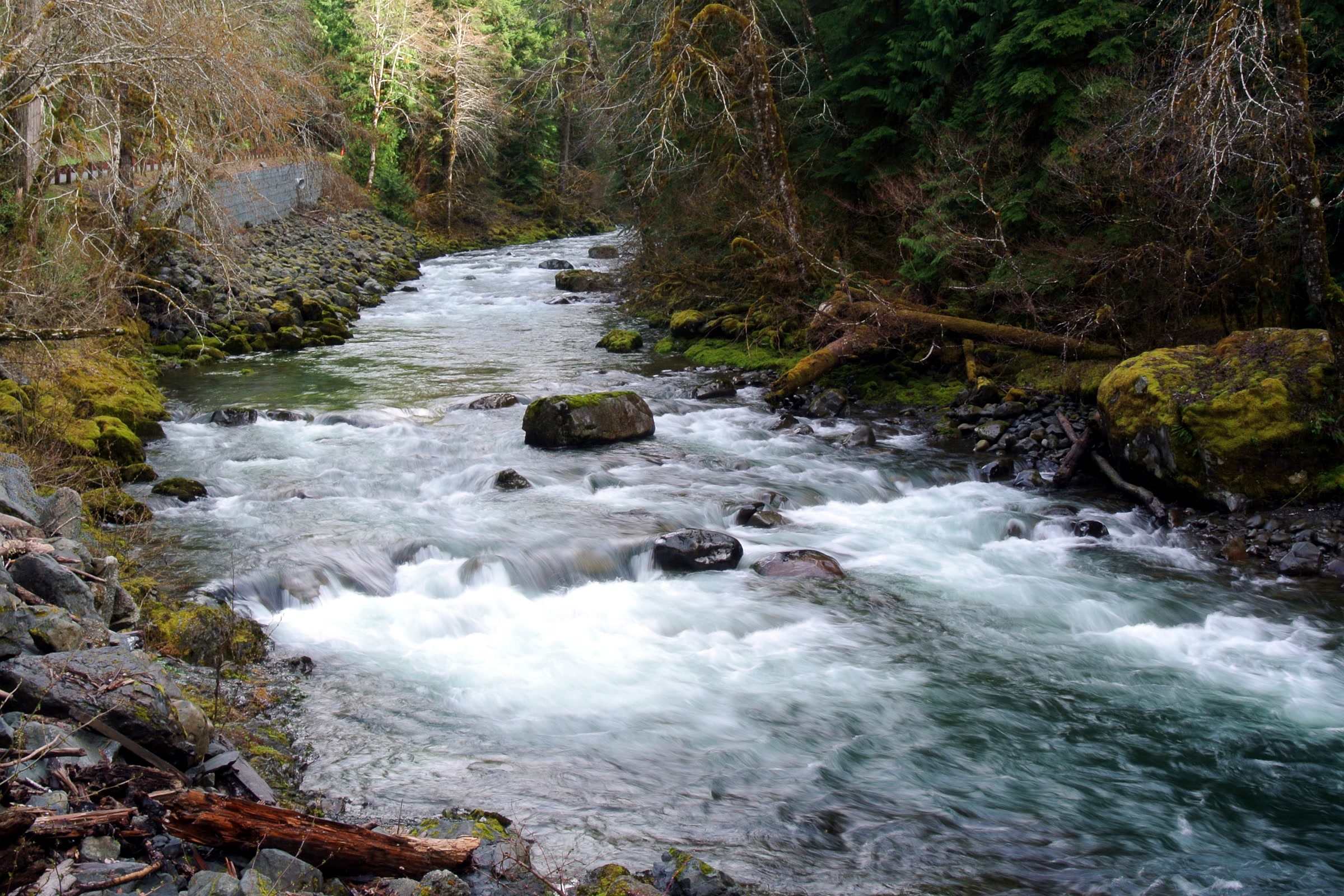 The Sol Duc River rushing white over rocks between mossy boulders and forested banks in Olympic National Park