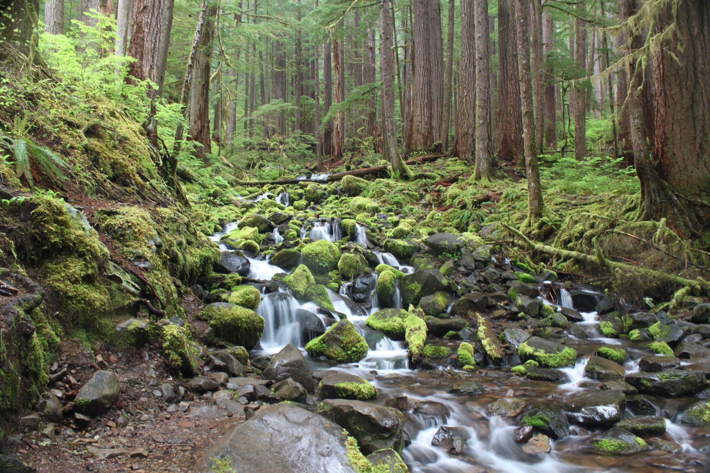 A small stream tumbling over moss-covered stones beneath tall old-growth trees in the Sol Duc Valley
