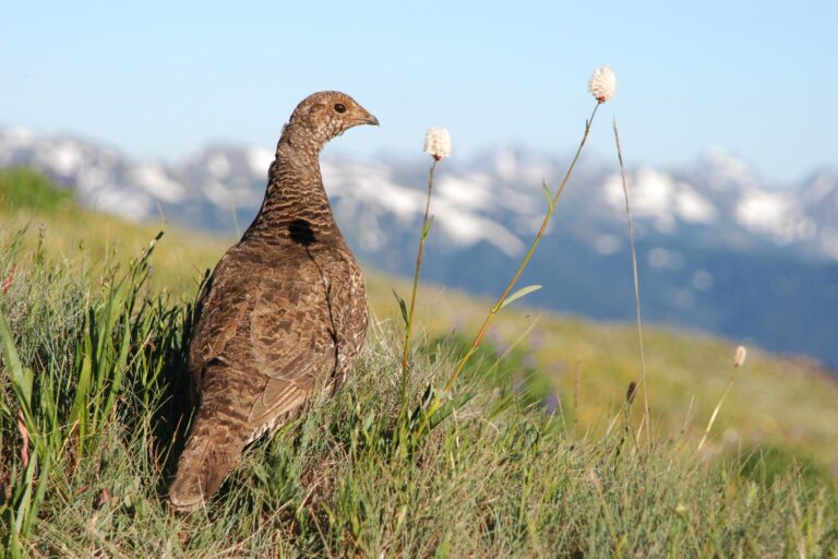 Birding in Olympic National Park: Where and When