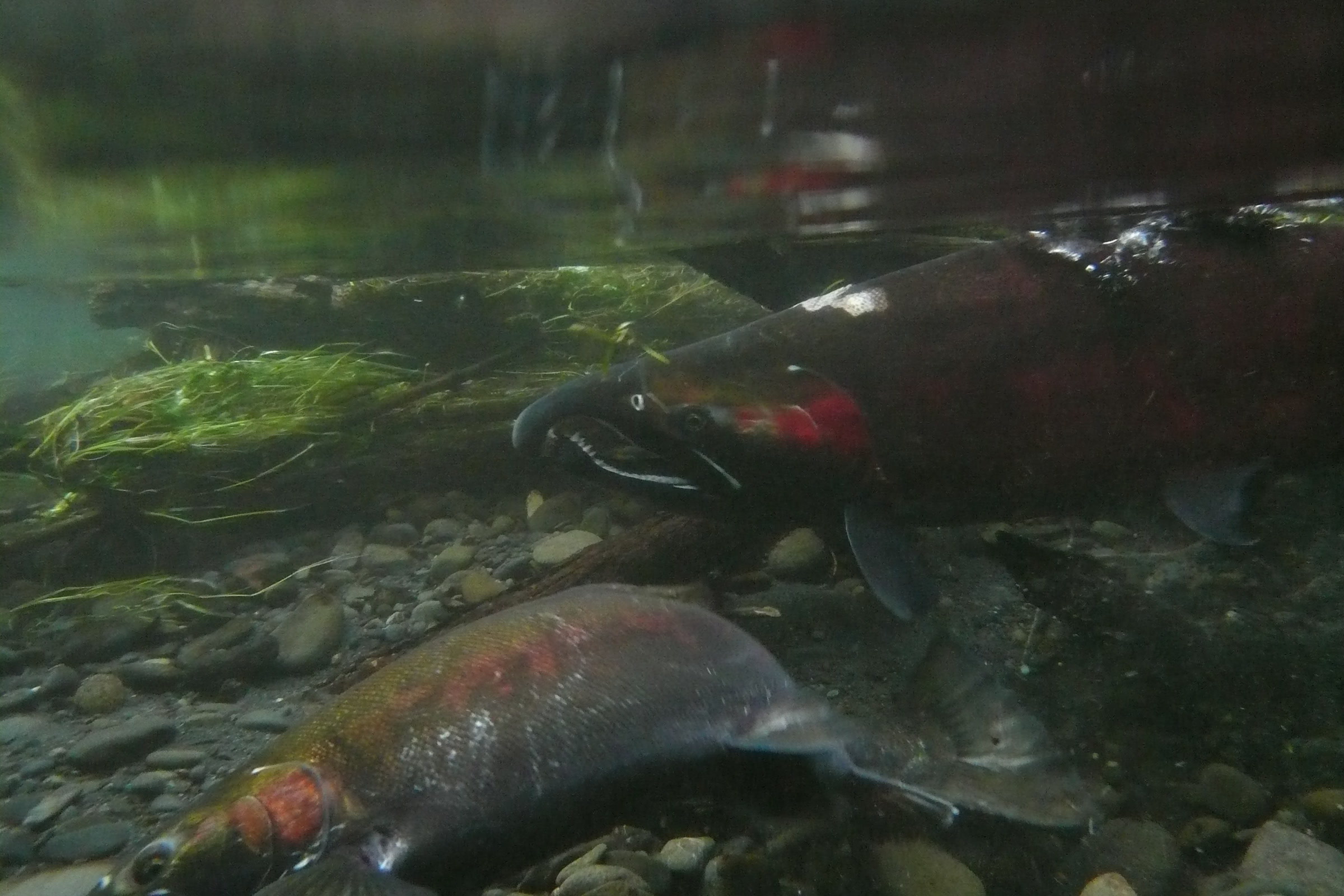 Underwater view of two red and green spawning salmon over a pebbled streambed in the Hoh River