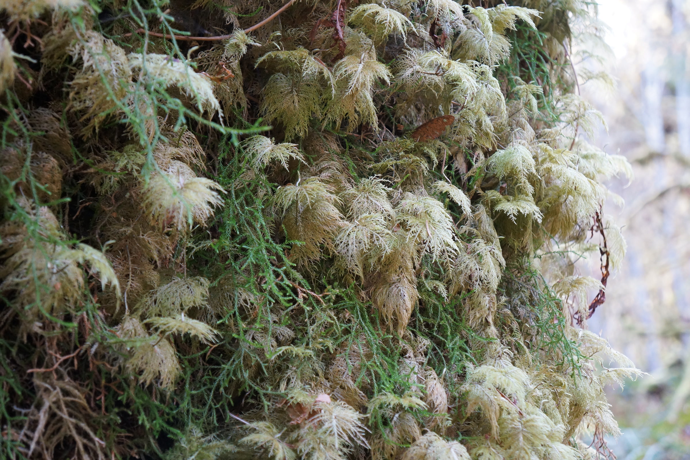 Close view of feathery, pale green fronds of stair-step moss growing in layered tiers in the Hoh Rain Forest