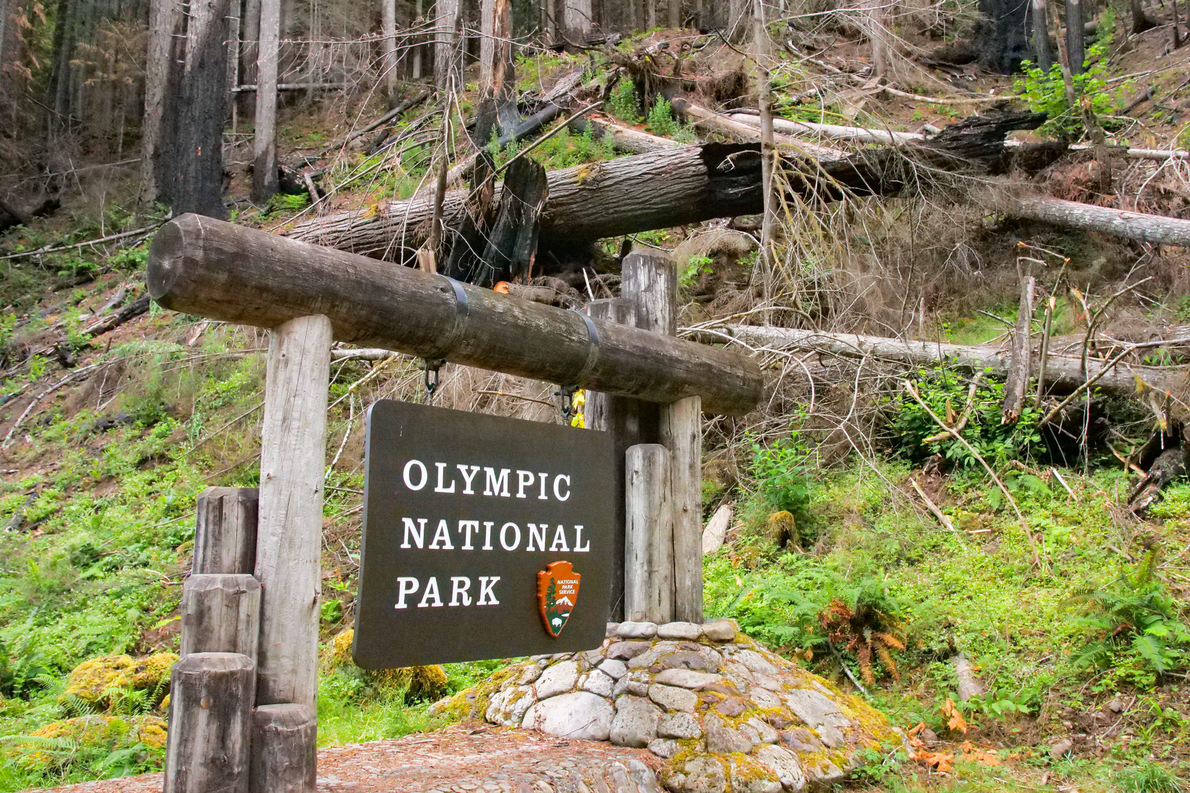 The wooden Olympic National Park entrance sign at Staircase on a log and stone base, below a hillside of fallen, charred trees and new green plants