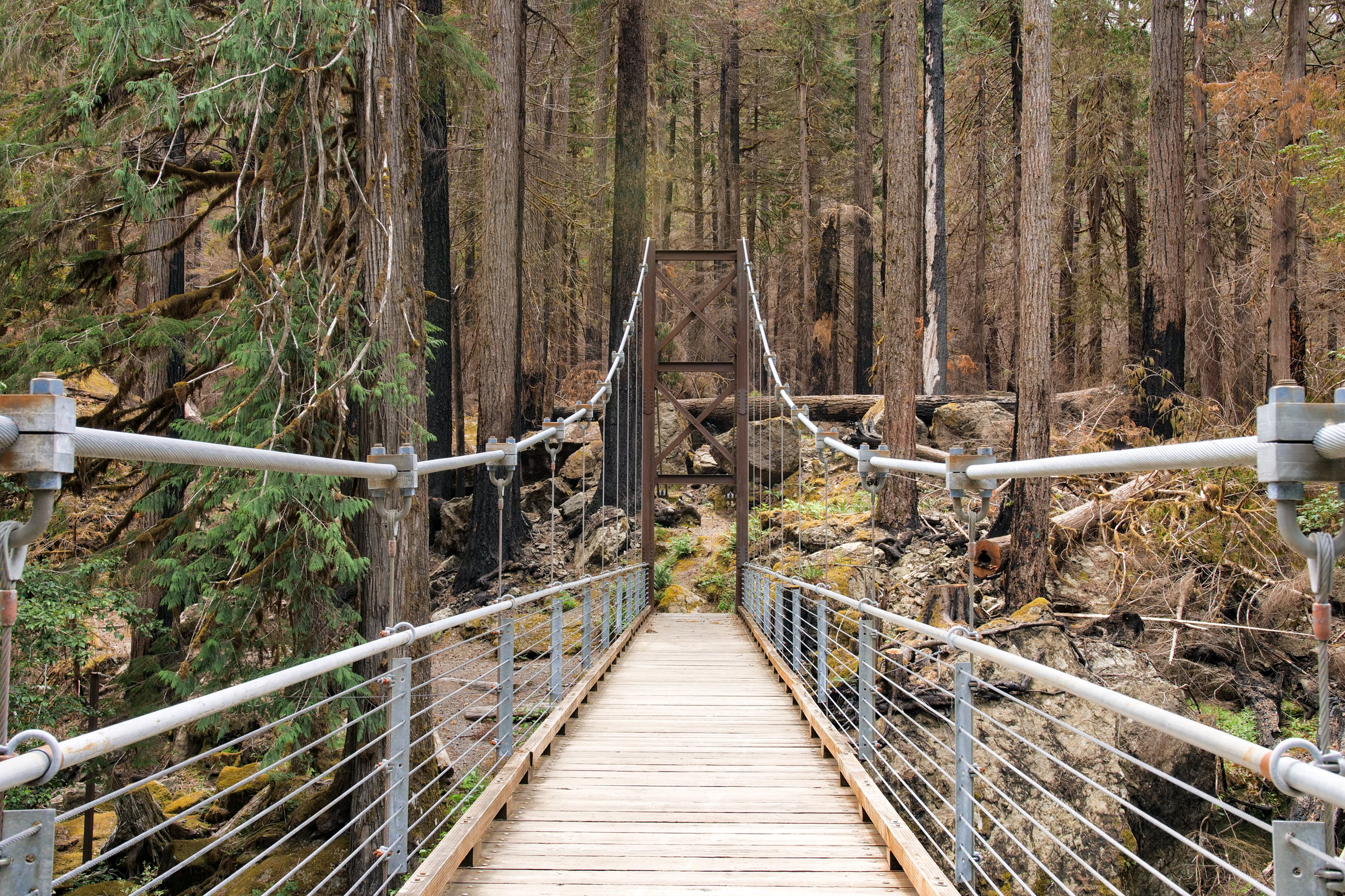 The plank deck, metal railings and cables of the Staircase Rapids suspension bridge leading toward a forest of green and scorched conifers