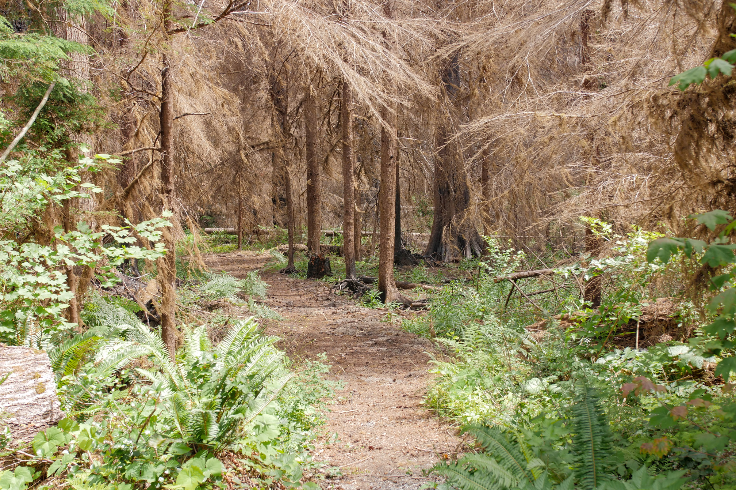 A Staircase trail where lush ferns and maples give way to trees with dead needles and burn marks at their bases, a mosaic left by the Bear Gulch Fire