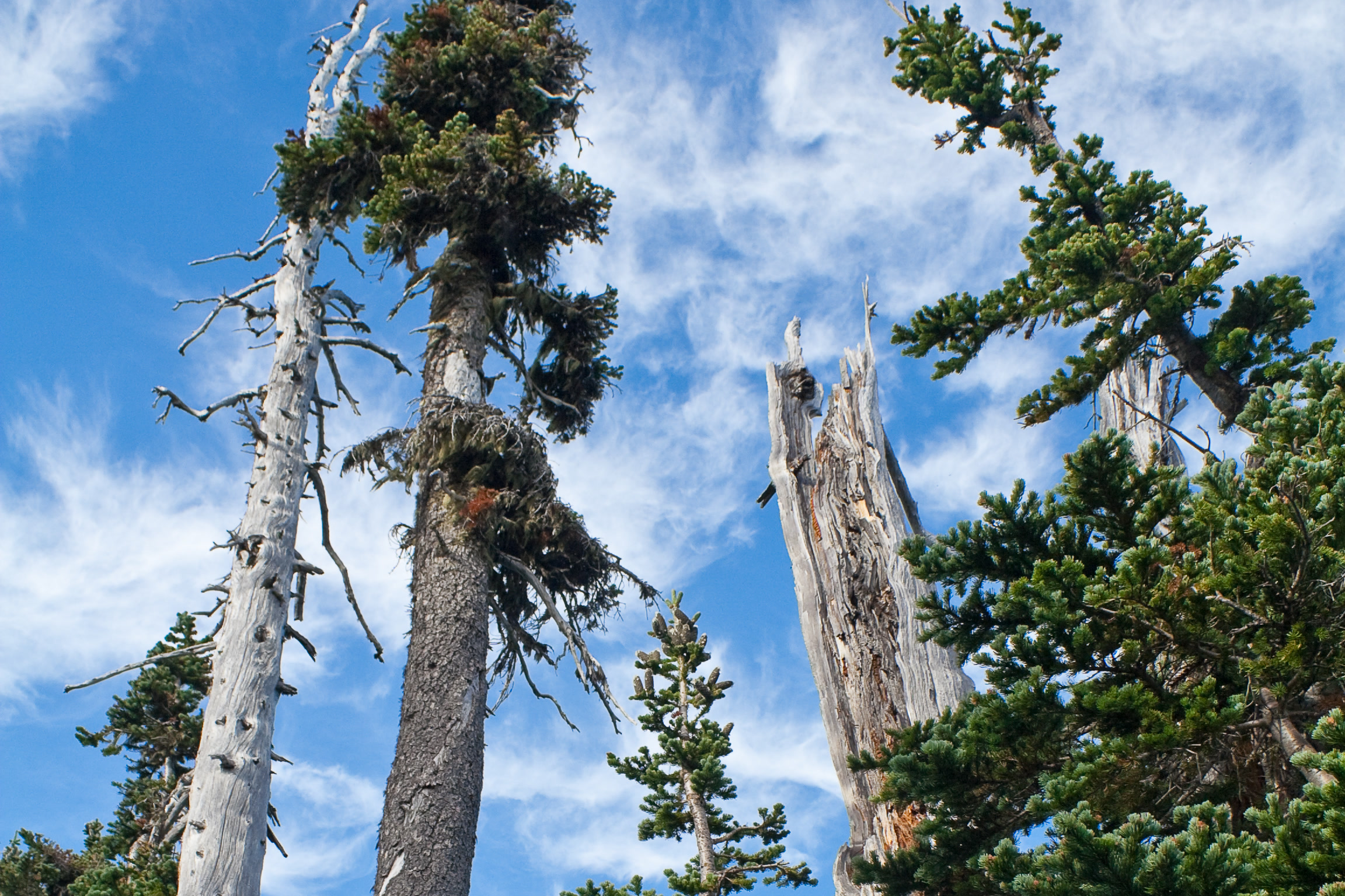 Narrow, spire shaped subalpine firs and bleached dead snags against a blue sky with wispy clouds at Hurricane Ridge, Olympic National Park