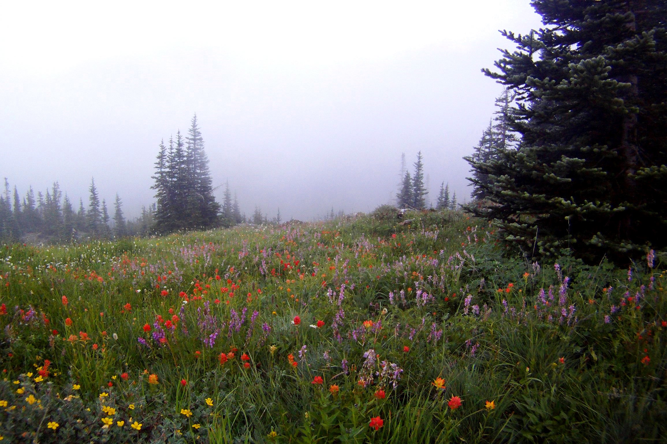 Red paintbrush, purple and yellow wildflowers filling a misty subalpine meadow edged by firs in the Olympic high country
