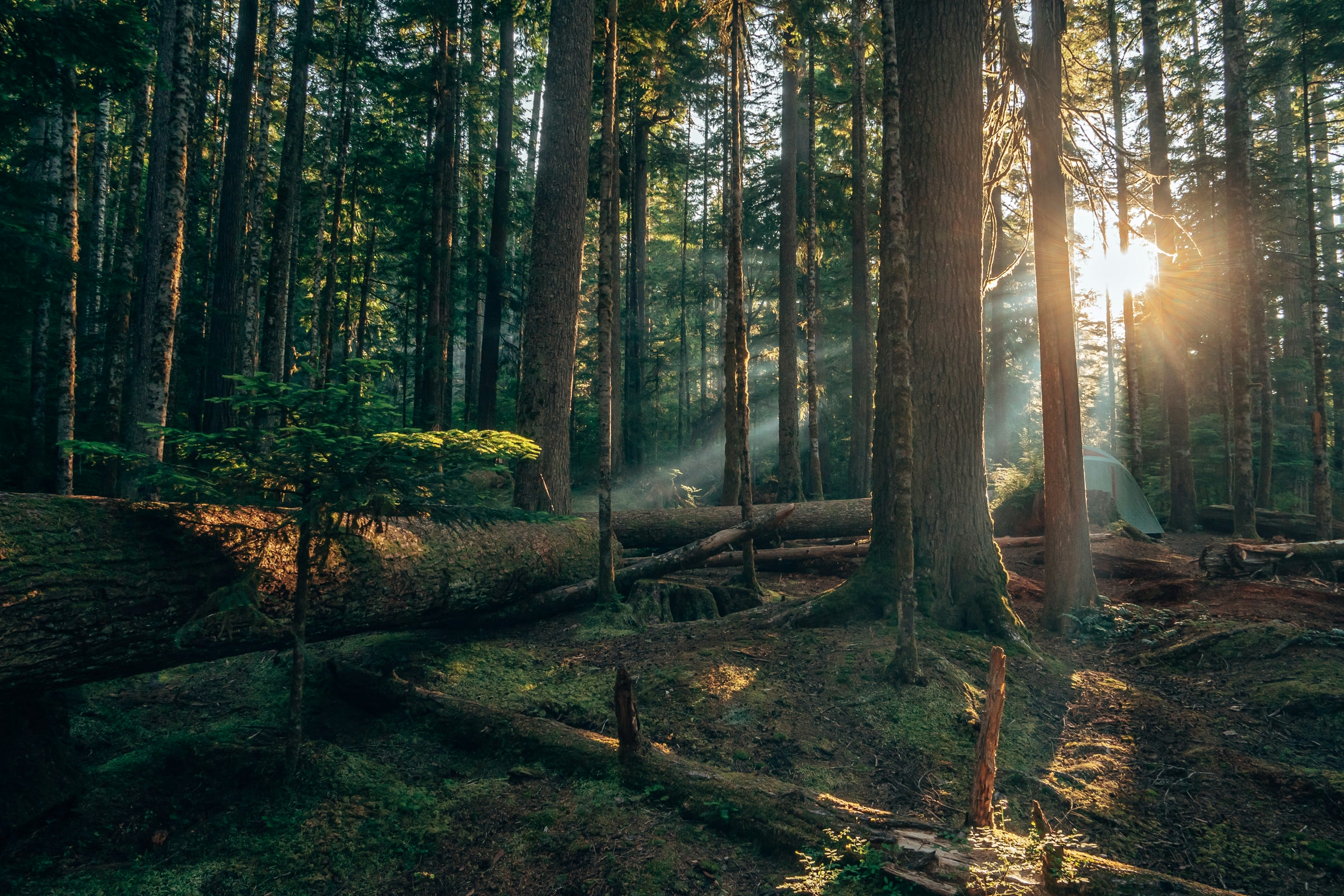 Low golden sunbeams slanting through tall conifers onto a quiet forest floor and fallen logs in Olympic National Park