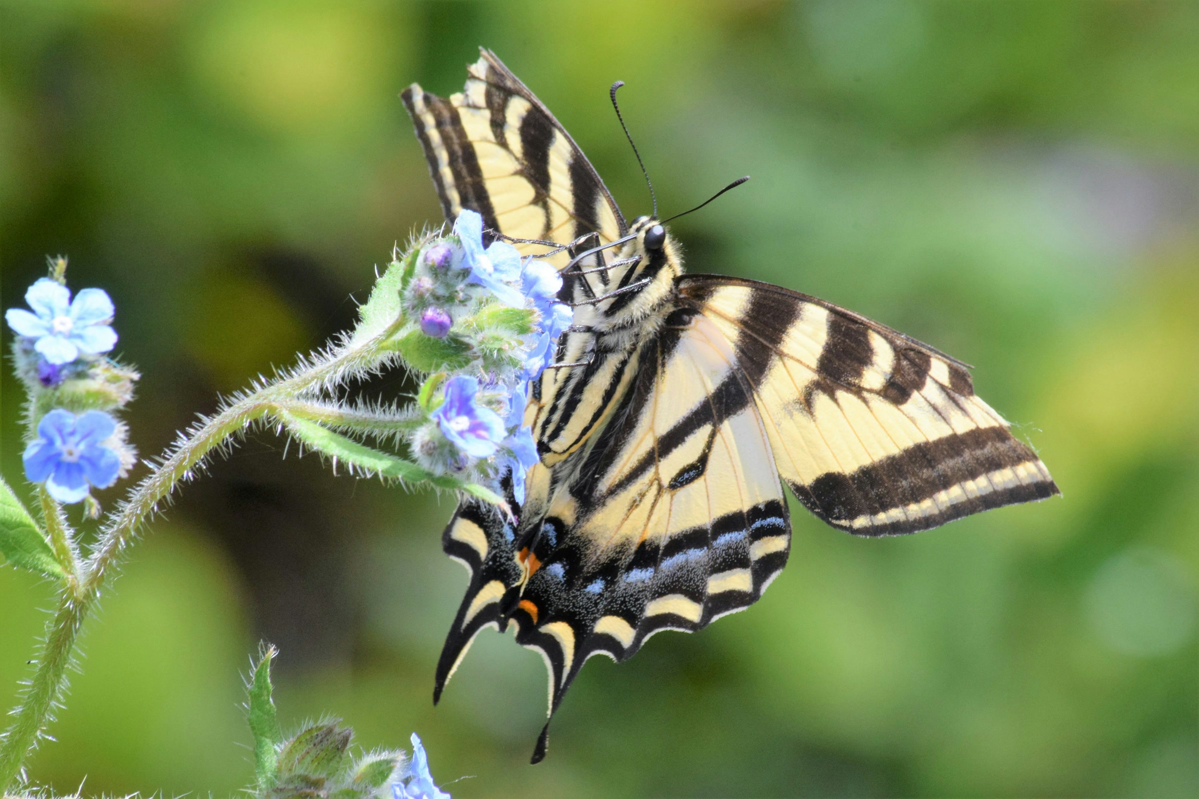 A yellow and black swallowtail butterfly feeding on small blue wildflowers in western Washington