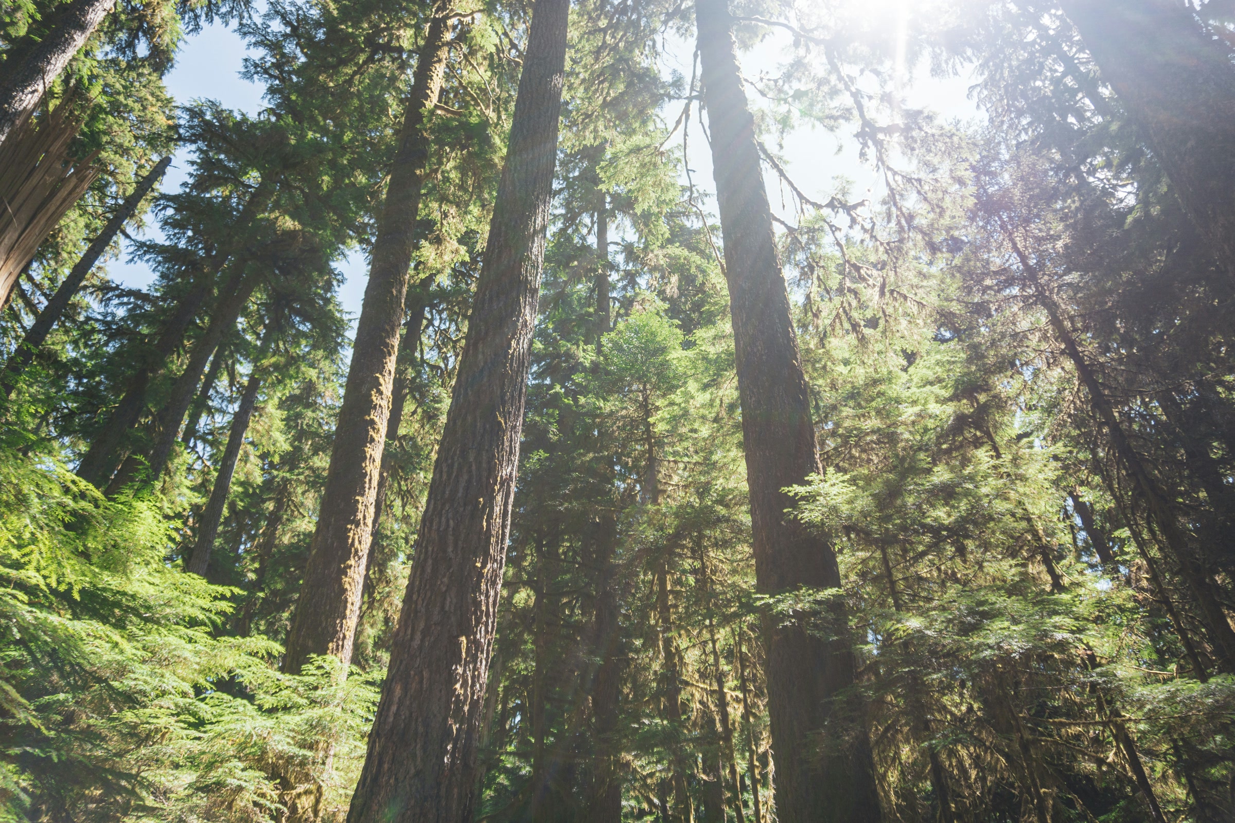 Looking up at tall straight conifer trunks with soft sunlight breaking through the canopy in an Olympic National Park forest