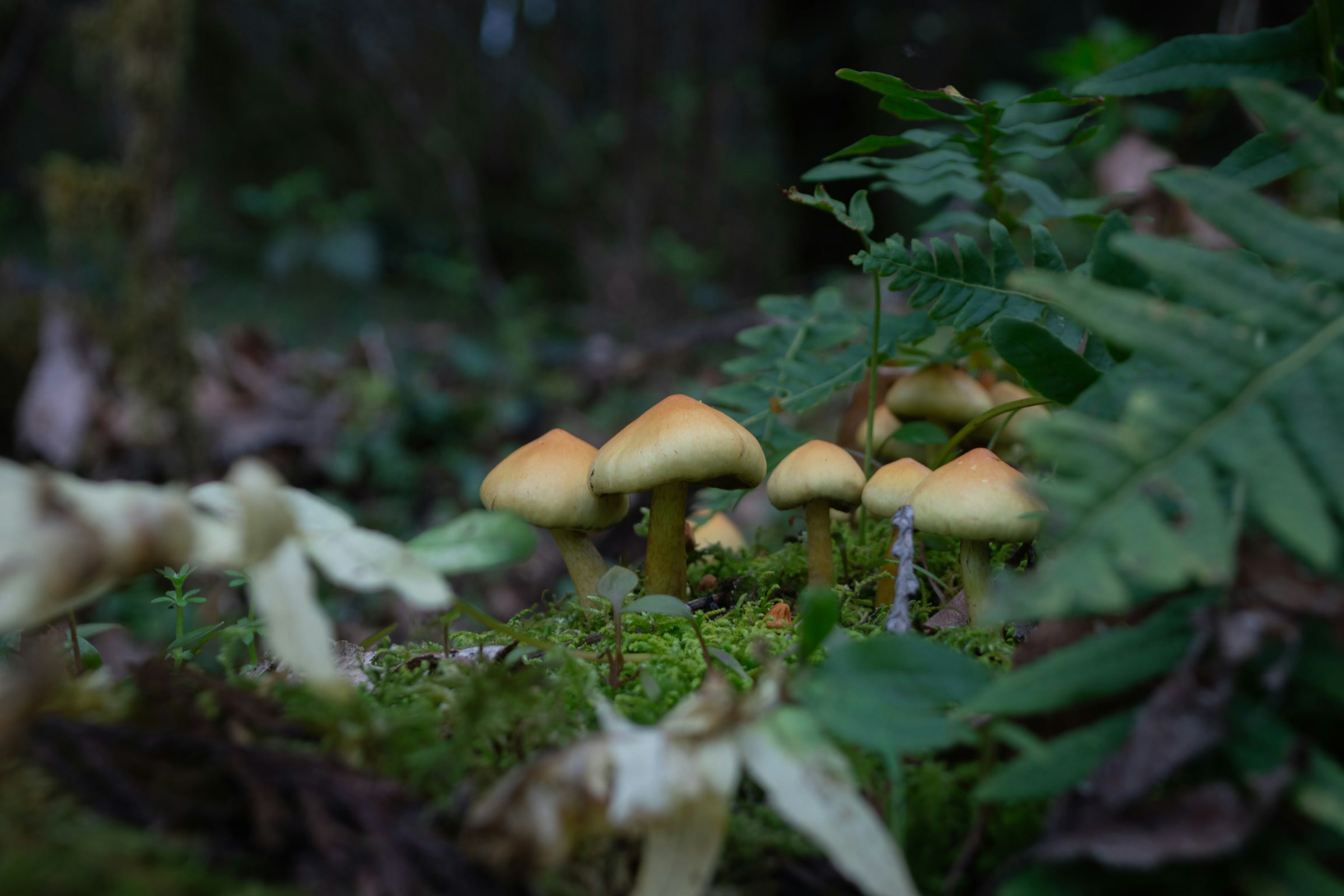 A small group of tan mushrooms growing in moss beneath ferns on a Washington forest floor
