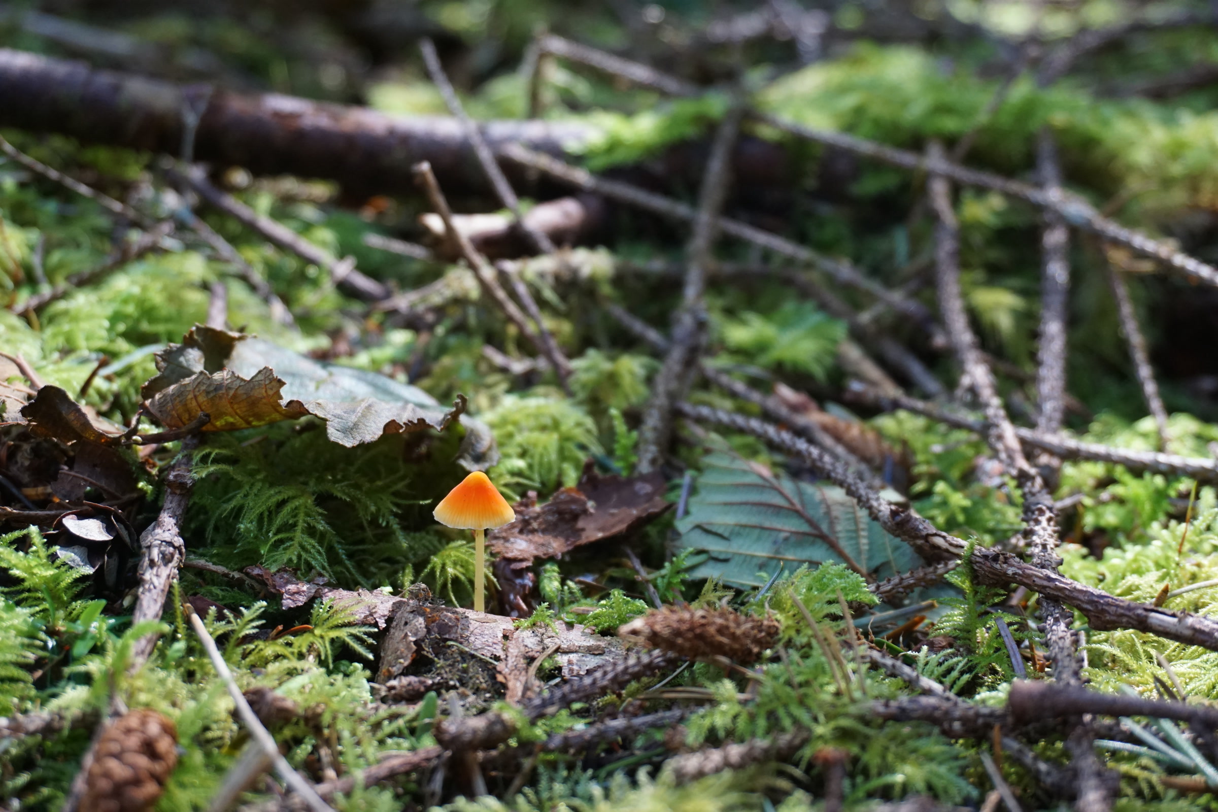 A tiny orange mushroom growing among moss, leaves and twigs in an Olympic National Park forest