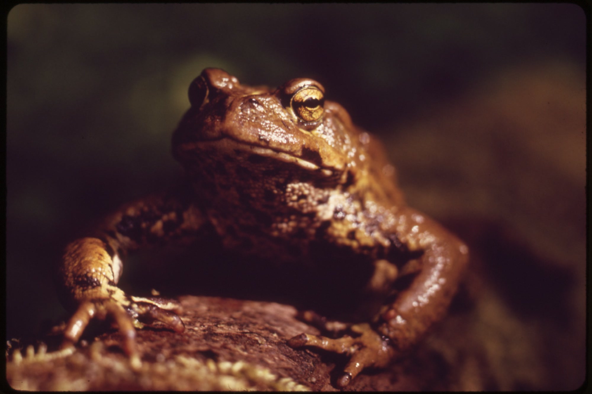 Close-up of a warty brown toad resting on wood in the Queets River valley of Olympic National Park, photographed in May 1973
