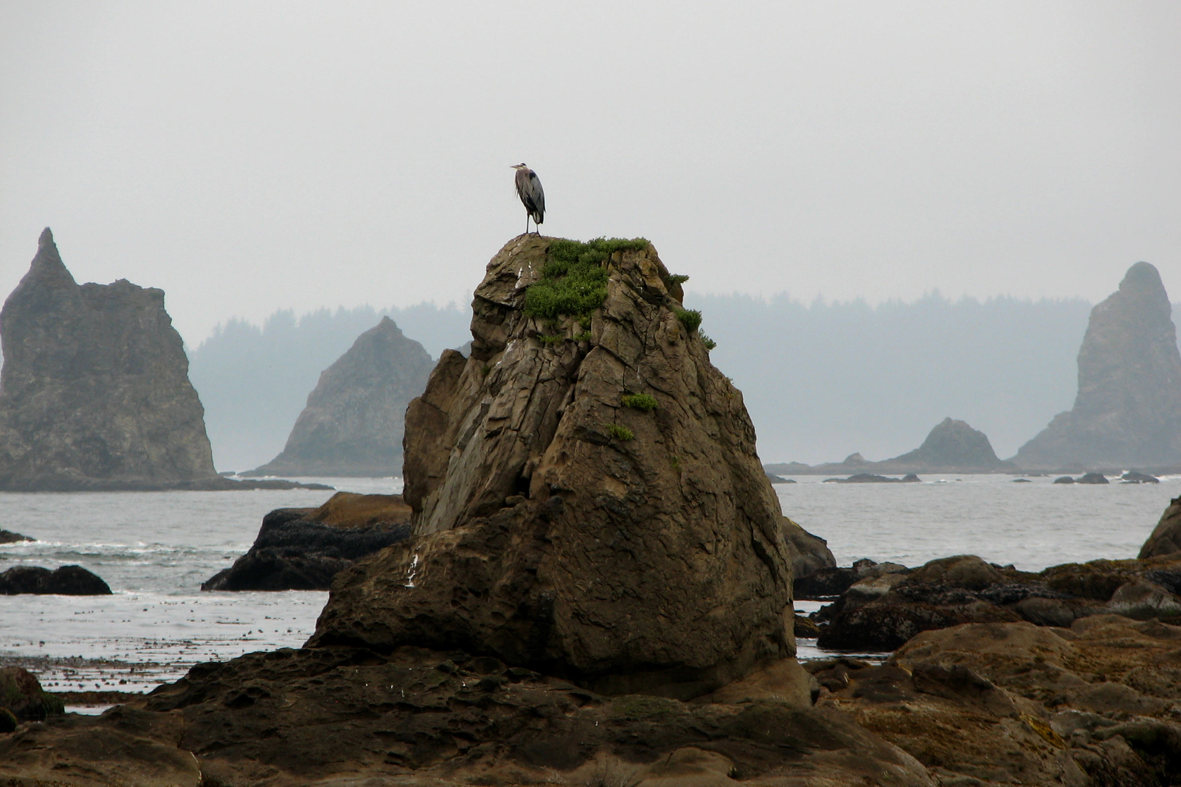 A heron standing on top of a rocky sea stack at Toleak Point, with more jagged stacks fading into coastal mist