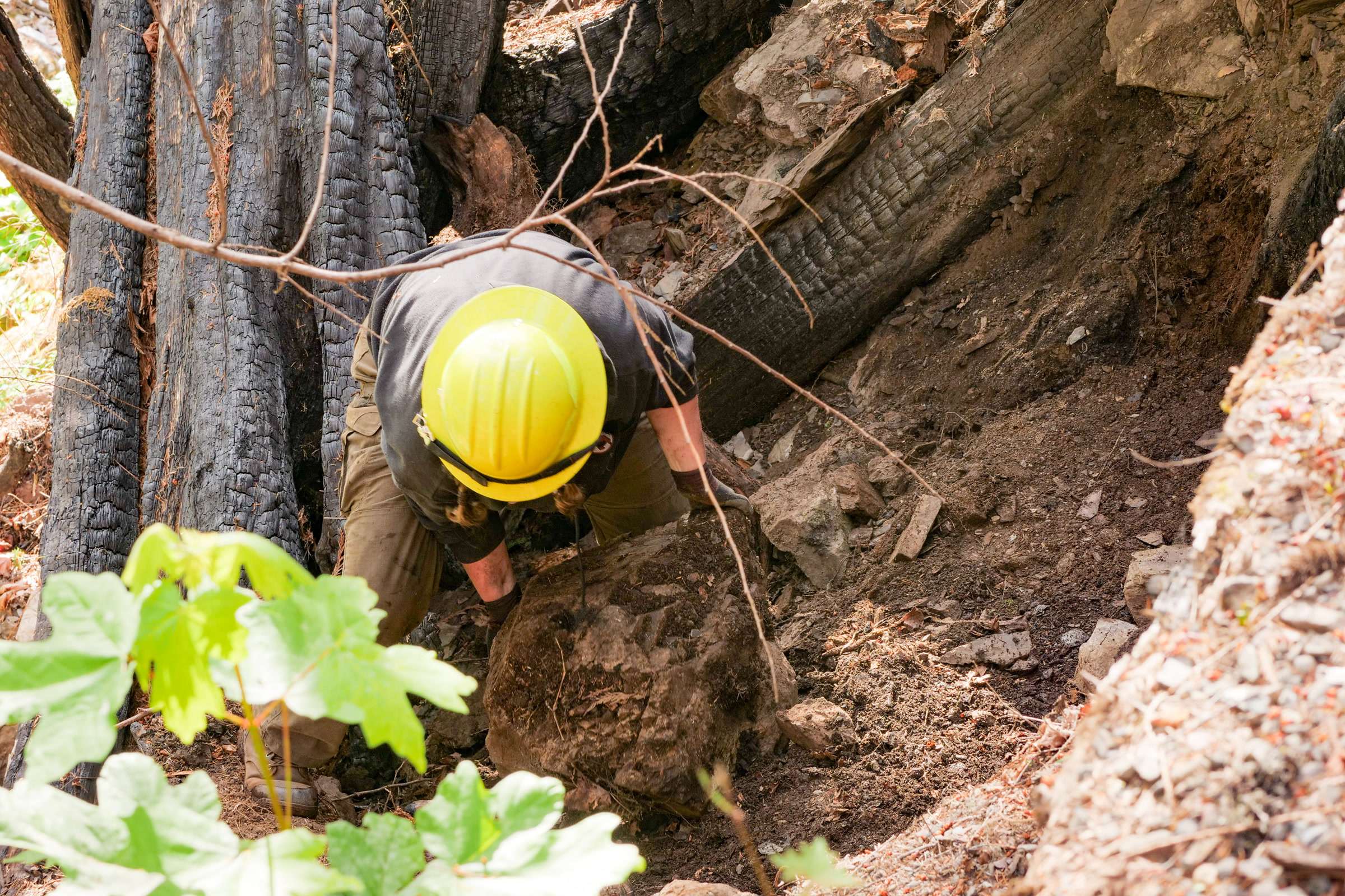 A trail crew member in a yellow hard hat lifts a rock among burned tree trunks on the Staircase Rapids Loop in Olympic National Park