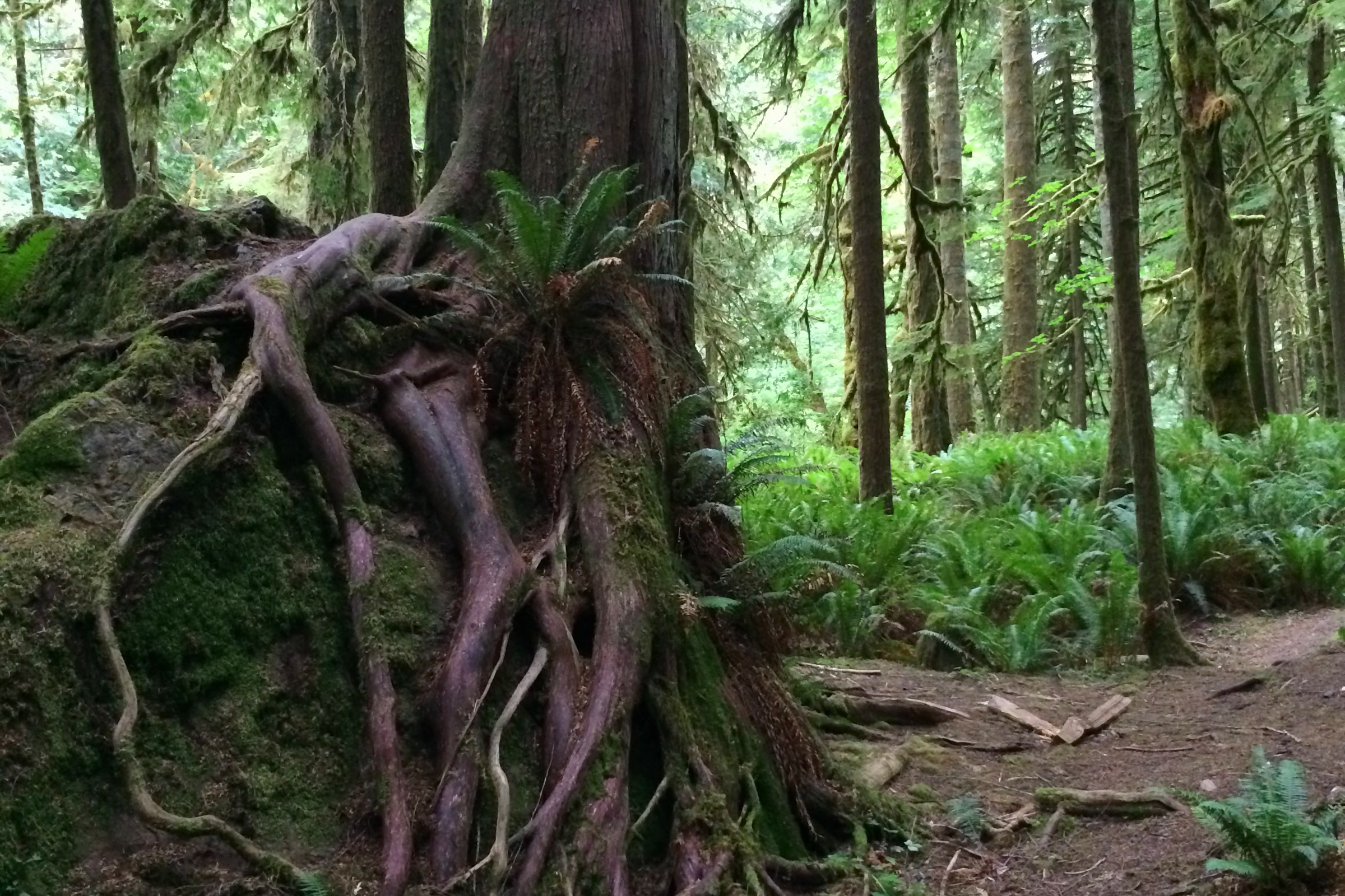 Tangled tree roots and sword ferns beside the dirt path of the Marymere Falls trail in tall green forest near Lake Crescent