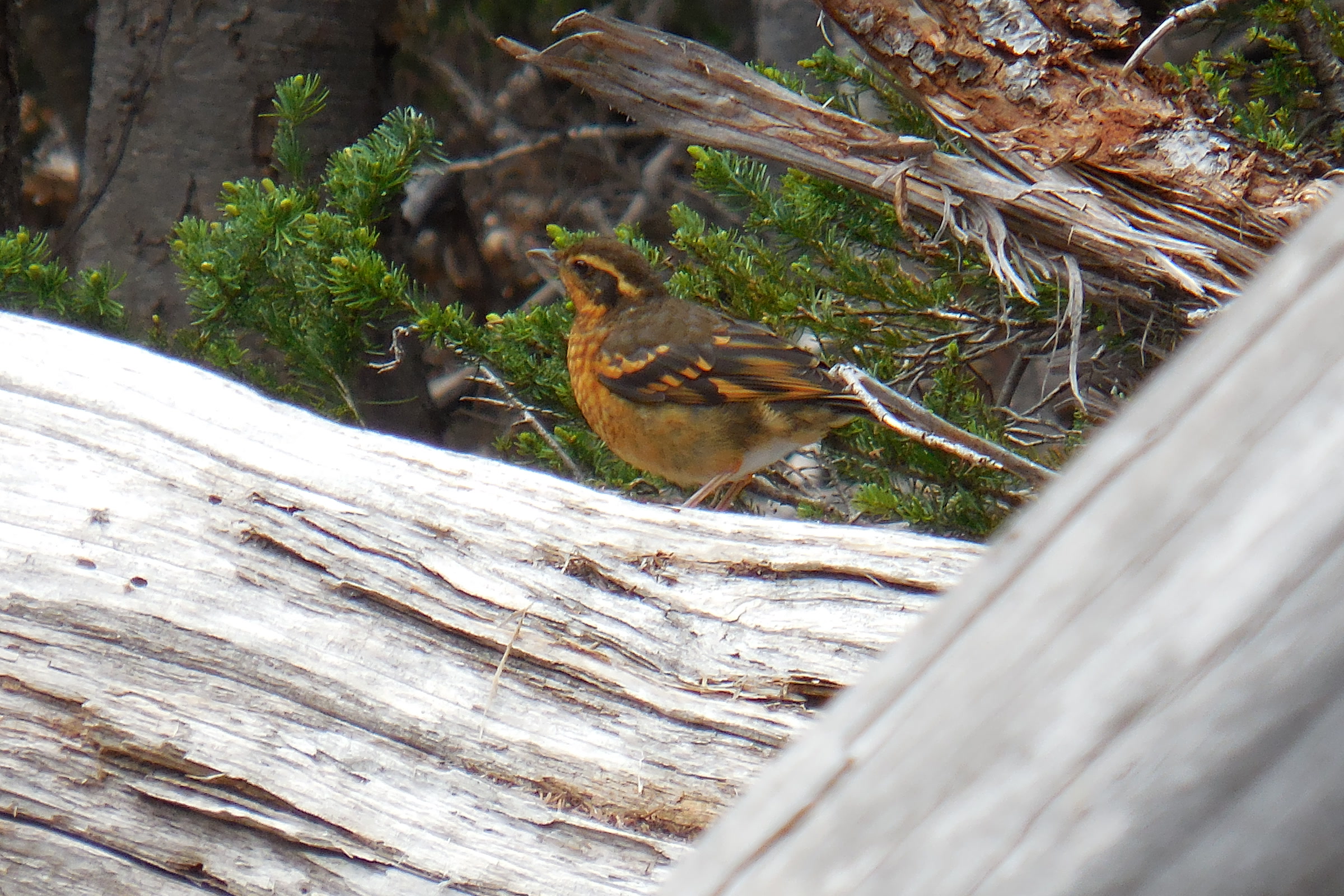 An orange and grey varied thrush perched among small fir branches behind a weathered silver log at Hurricane Ridge