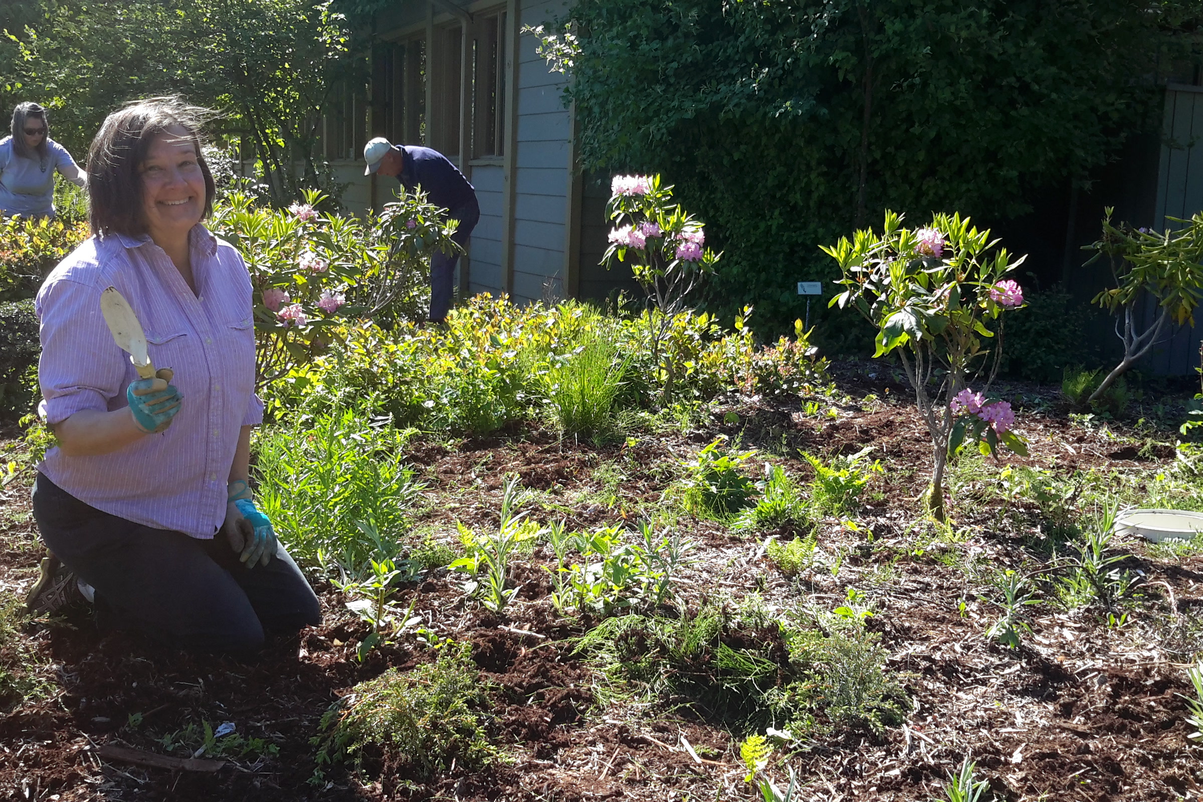 A smiling volunteer kneels with a trowel in a freshly mulched garden bed at the Olympic National Park Visitor Center in Port Angeles while others weed behind her