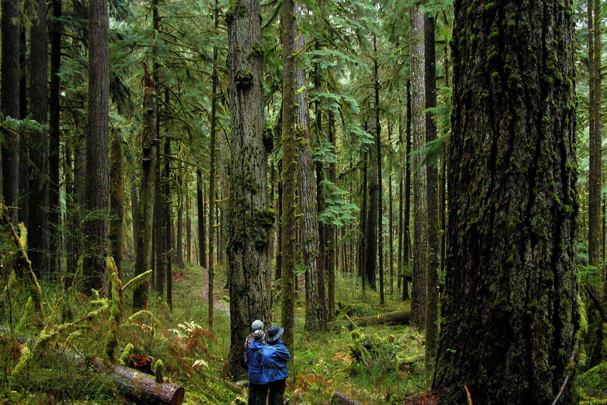 Two visitors seen from behind on a quiet trail among tall moss-covered trees and ferns in an Olympic National Park forest