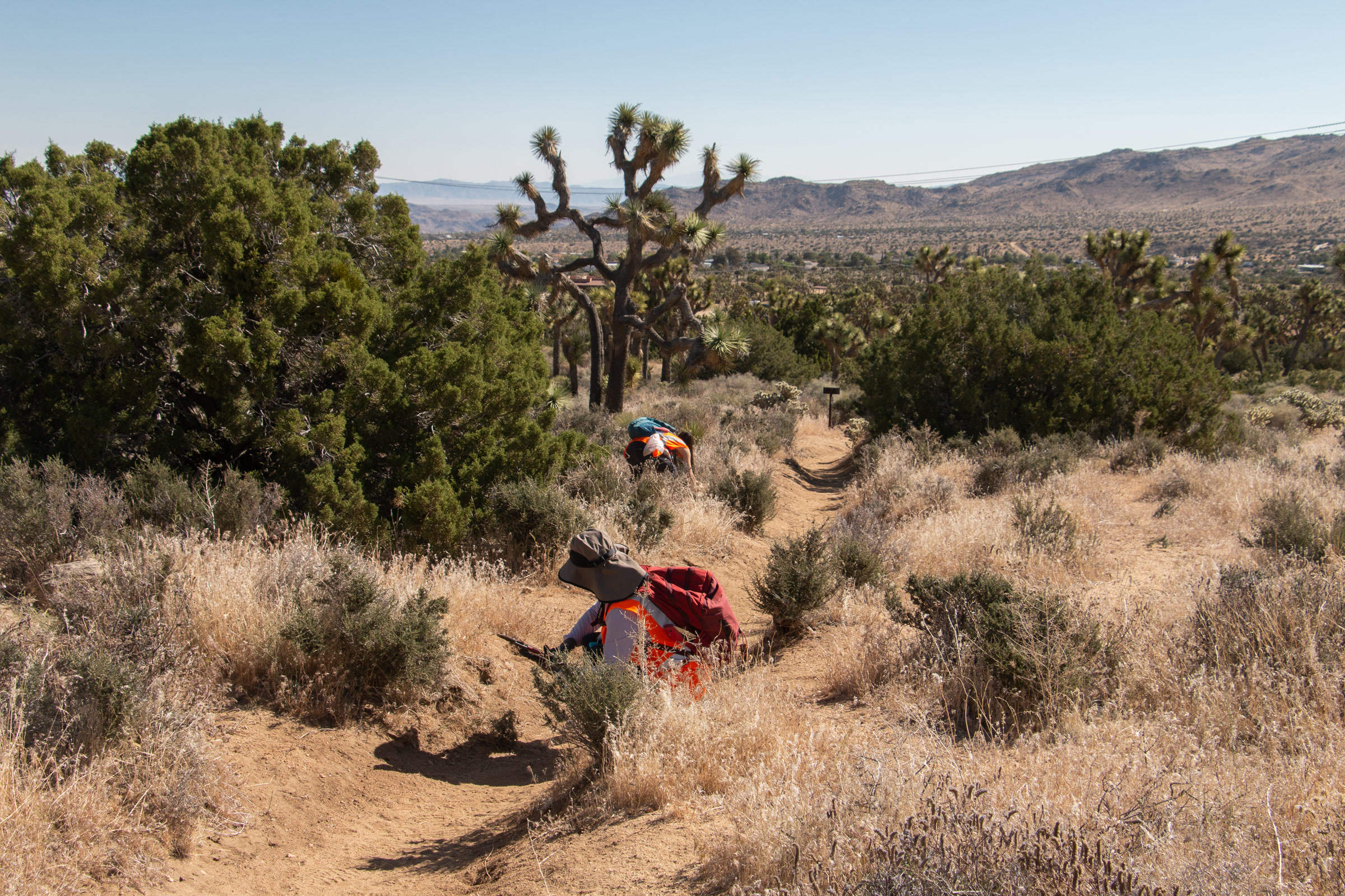 Two volunteers with packs bend over dry brush on a desert slope dotted with Joshua trees, removing invasive plants