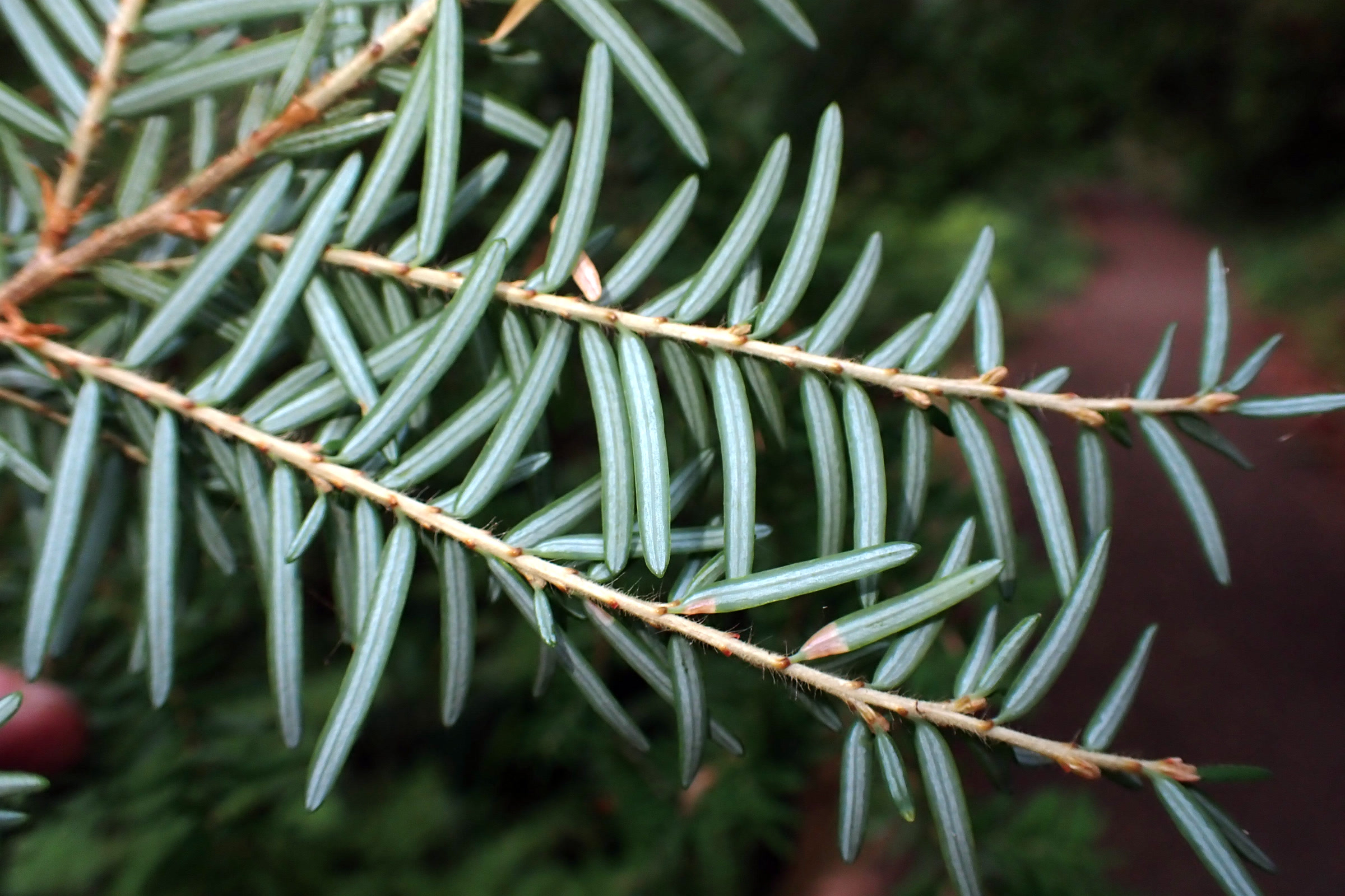 Close view of a western hemlock sprig showing the short, flat, round tipped needles and their pale undersides, on the Olympic Peninsula