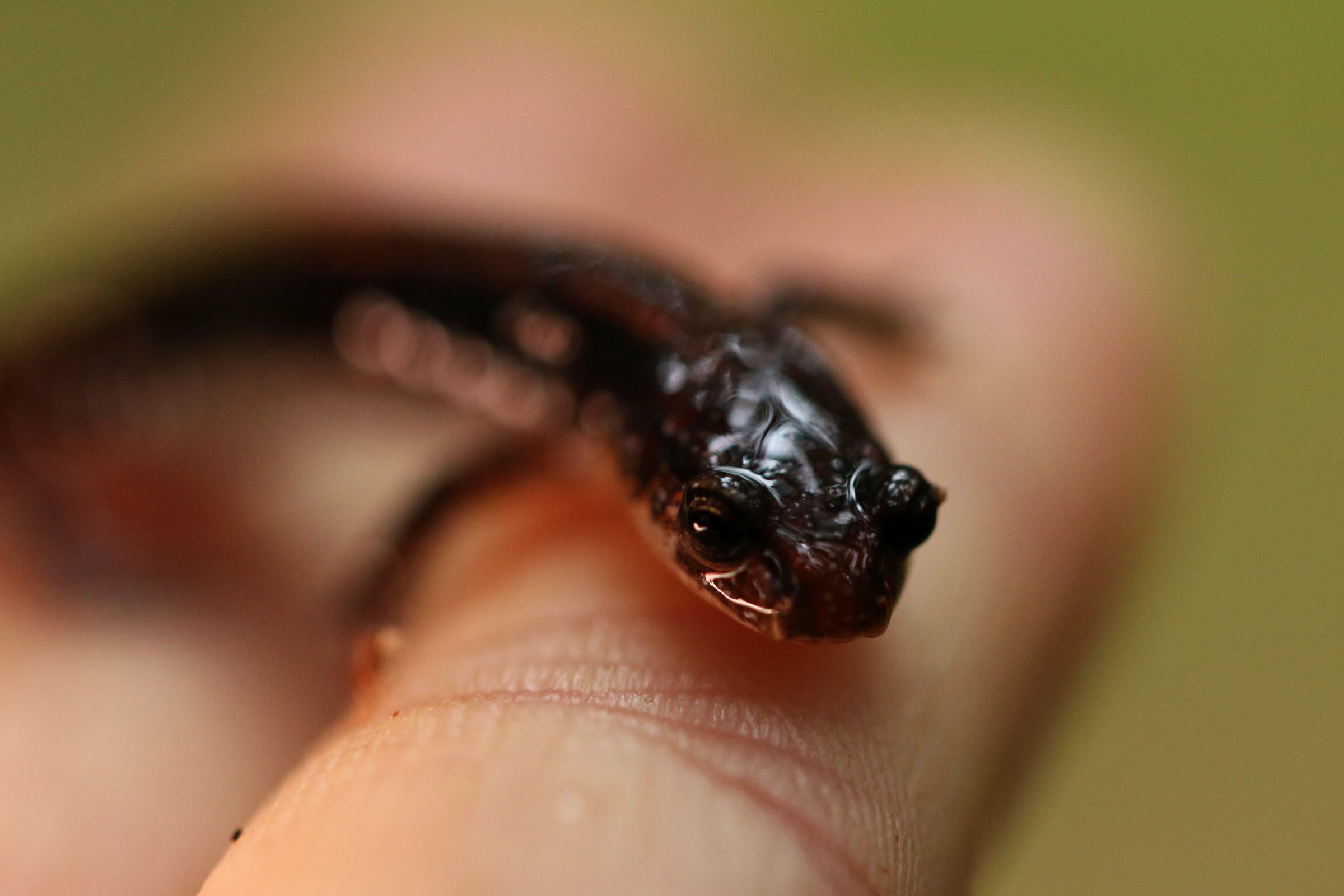 A small dark western red-backed salamander resting on a fingertip, photographed by the U.S. Fish and Wildlife Service, not in Olympic National Park