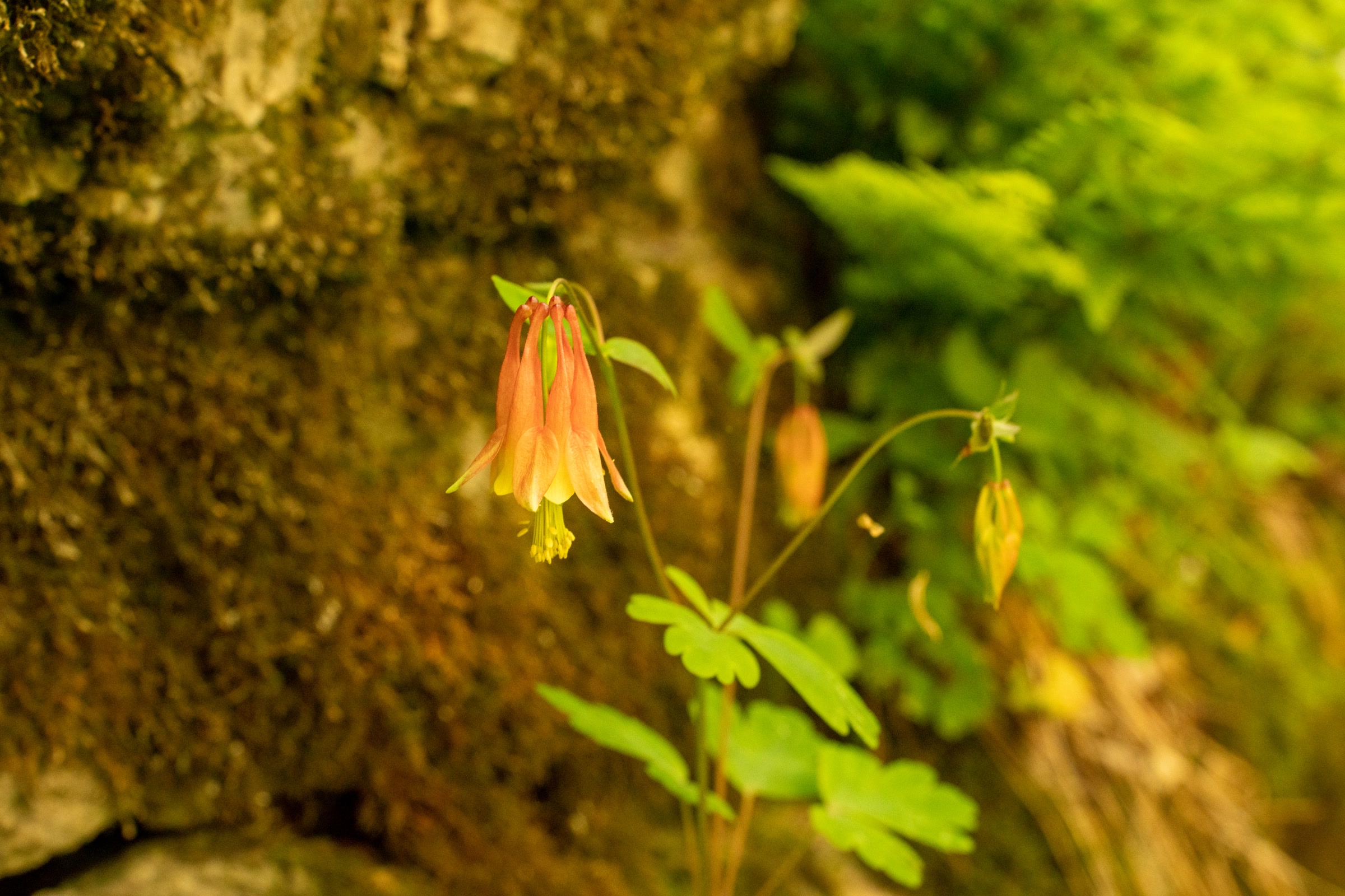 A nodding red and yellow wild columbine flower growing beside a mossy rock with ferns behind