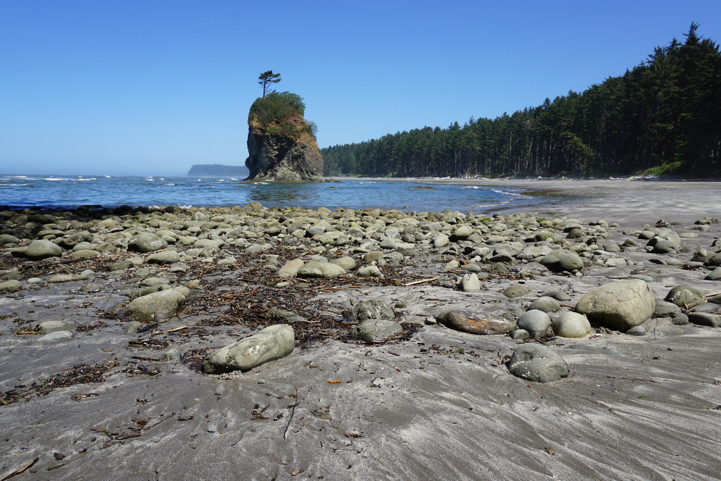 A tree-topped sea stack off a cobble and sand beach backed by dense conifer forest on the Olympic wilderness coast