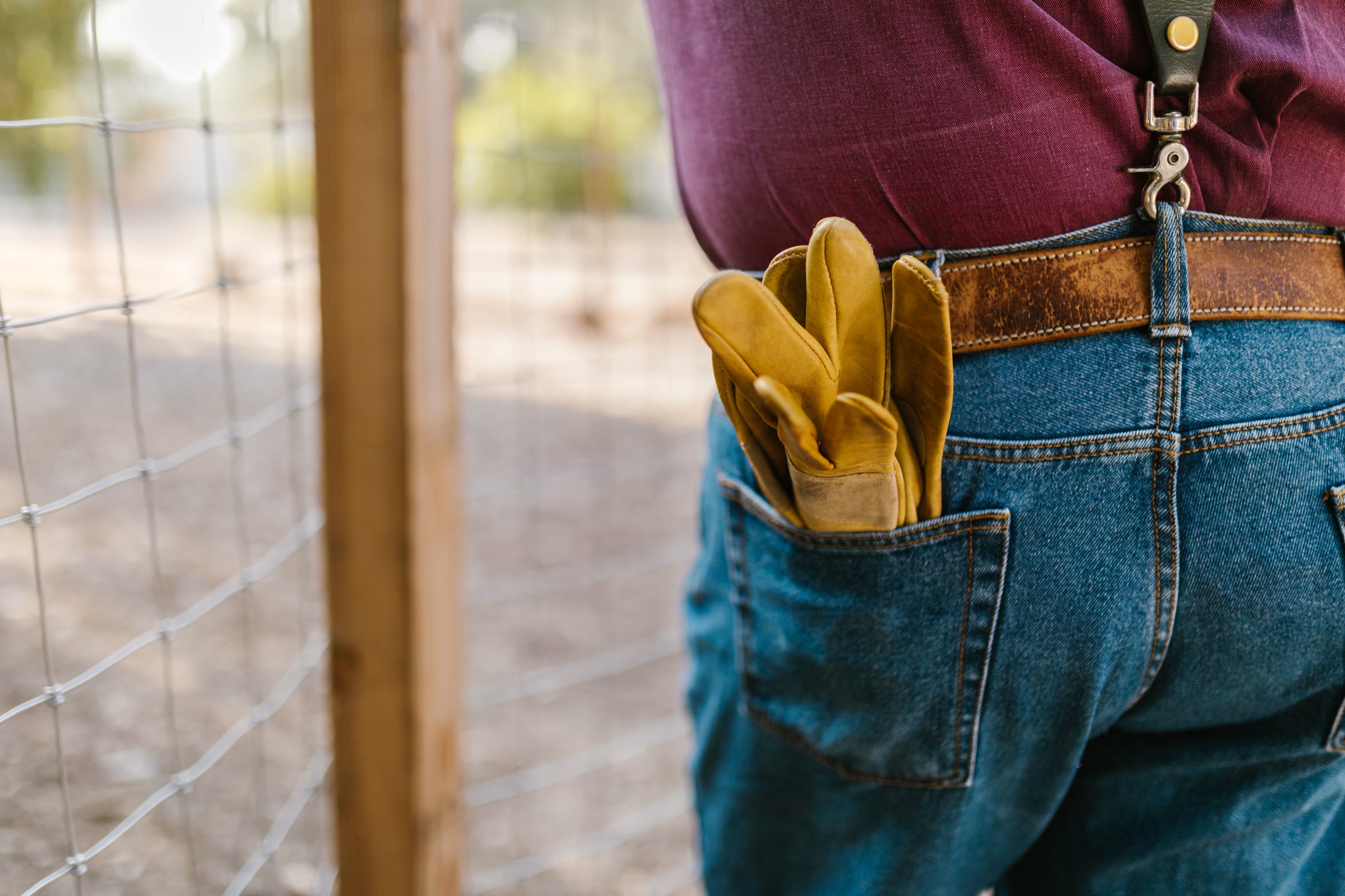 A pair of yellow leather work gloves tucked into the back pocket of someone's jeans beside a wire fence